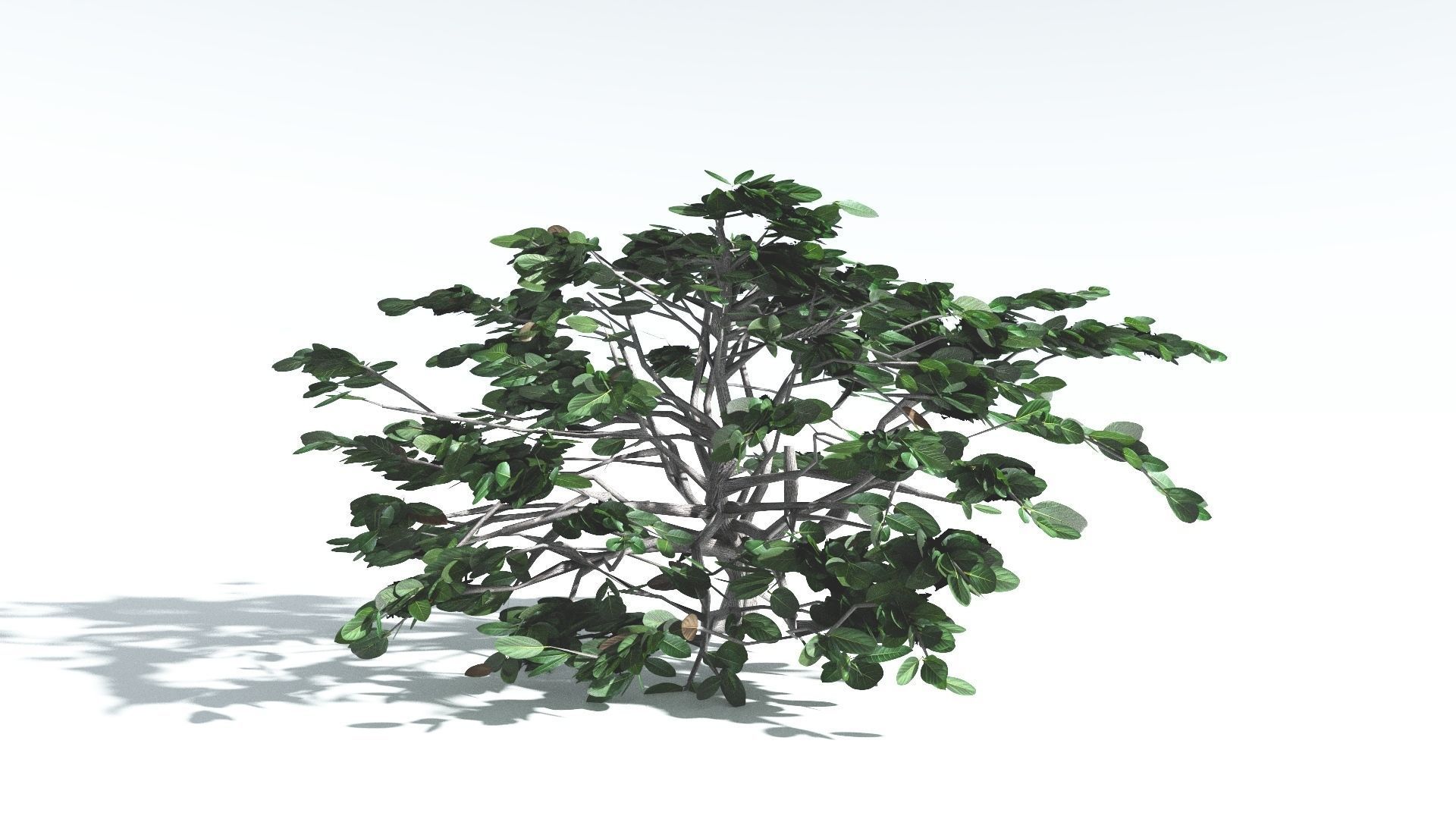 EVERYPlant Tree Heliotrope LowPoly 3 --14 Models-- Low-poly 3D model_5