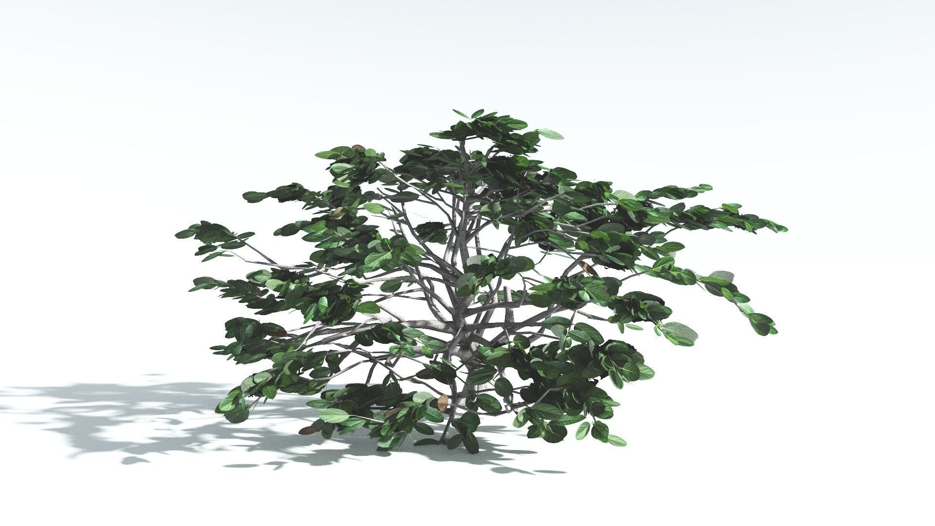 EVERYPlant Tree Heliotrope LowPoly 3 --14 Models-- Low-poly 3D model_31