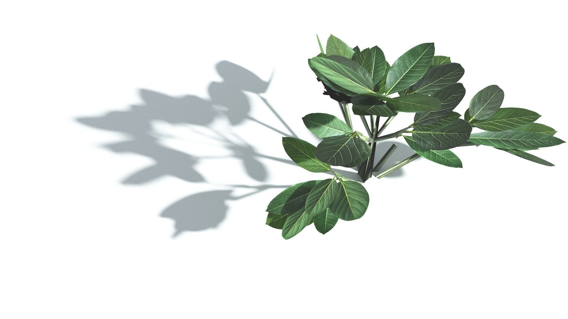 EVERYPlant Tree Heliotrope LowPoly 3 --14 Models-- Low-poly 3D model_28