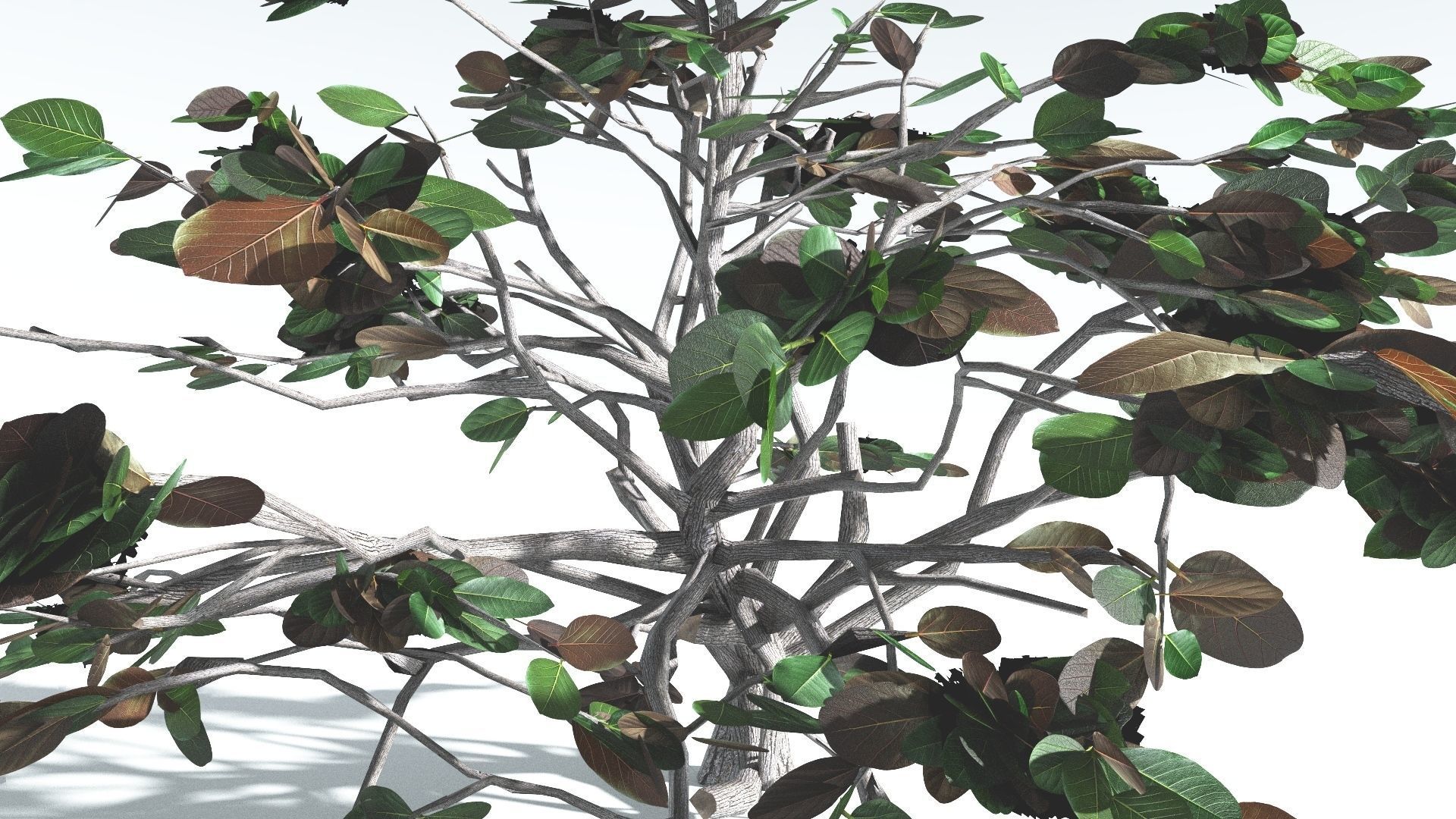 EVERYPlant Tree Heliotrope LowPoly 3 --14 Models-- Low-poly 3D model_14