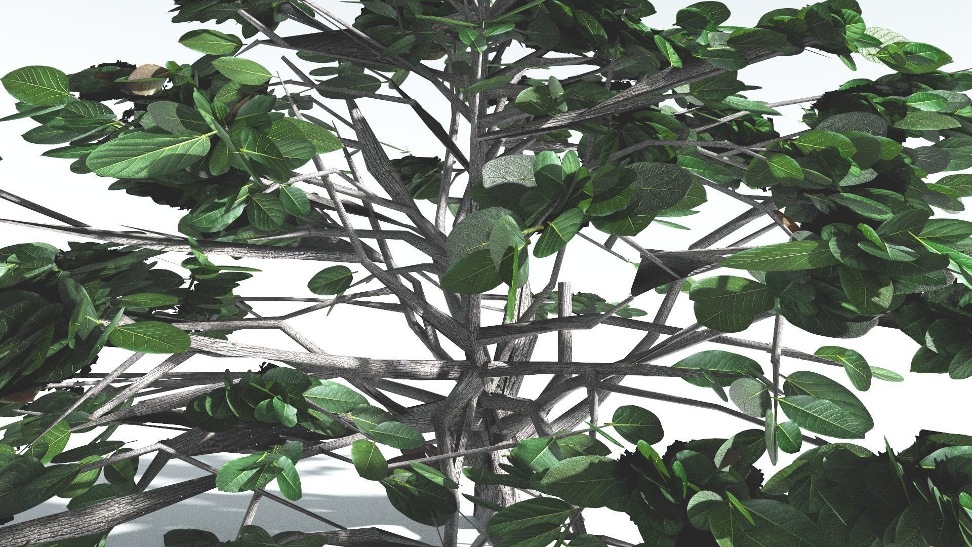 EVERYPlant Tree Heliotrope LowPoly 3 --14 Models-- Low-poly 3D model_30