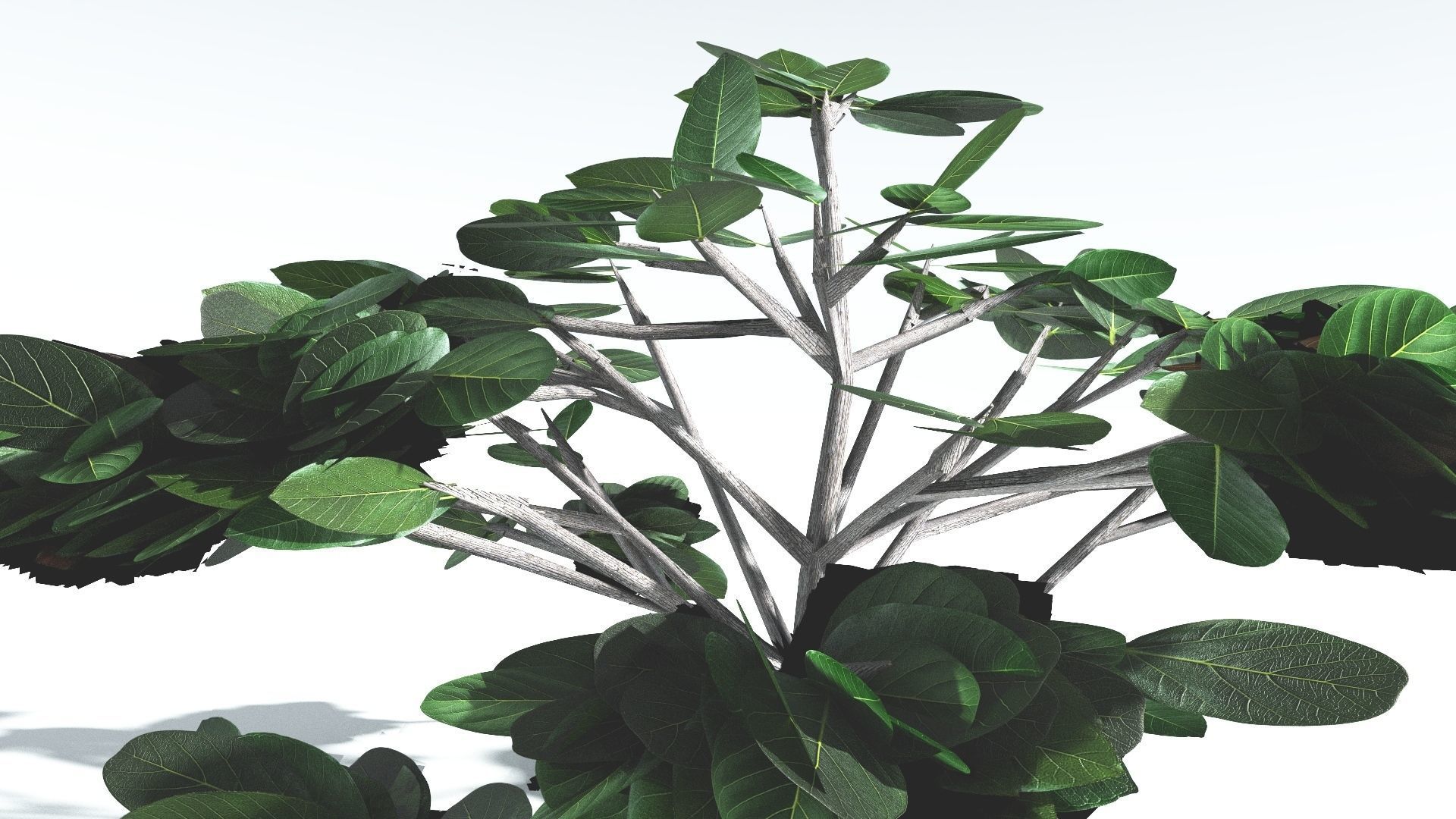 EVERYPlant Tree Heliotrope LowPoly 3 --14 Models-- Low-poly 3D model_26