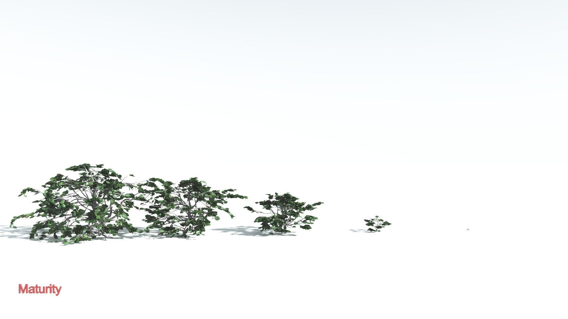 EVERYPlant Tree Heliotrope LowPoly 3 --14 Models-- Low-poly 3D model_3