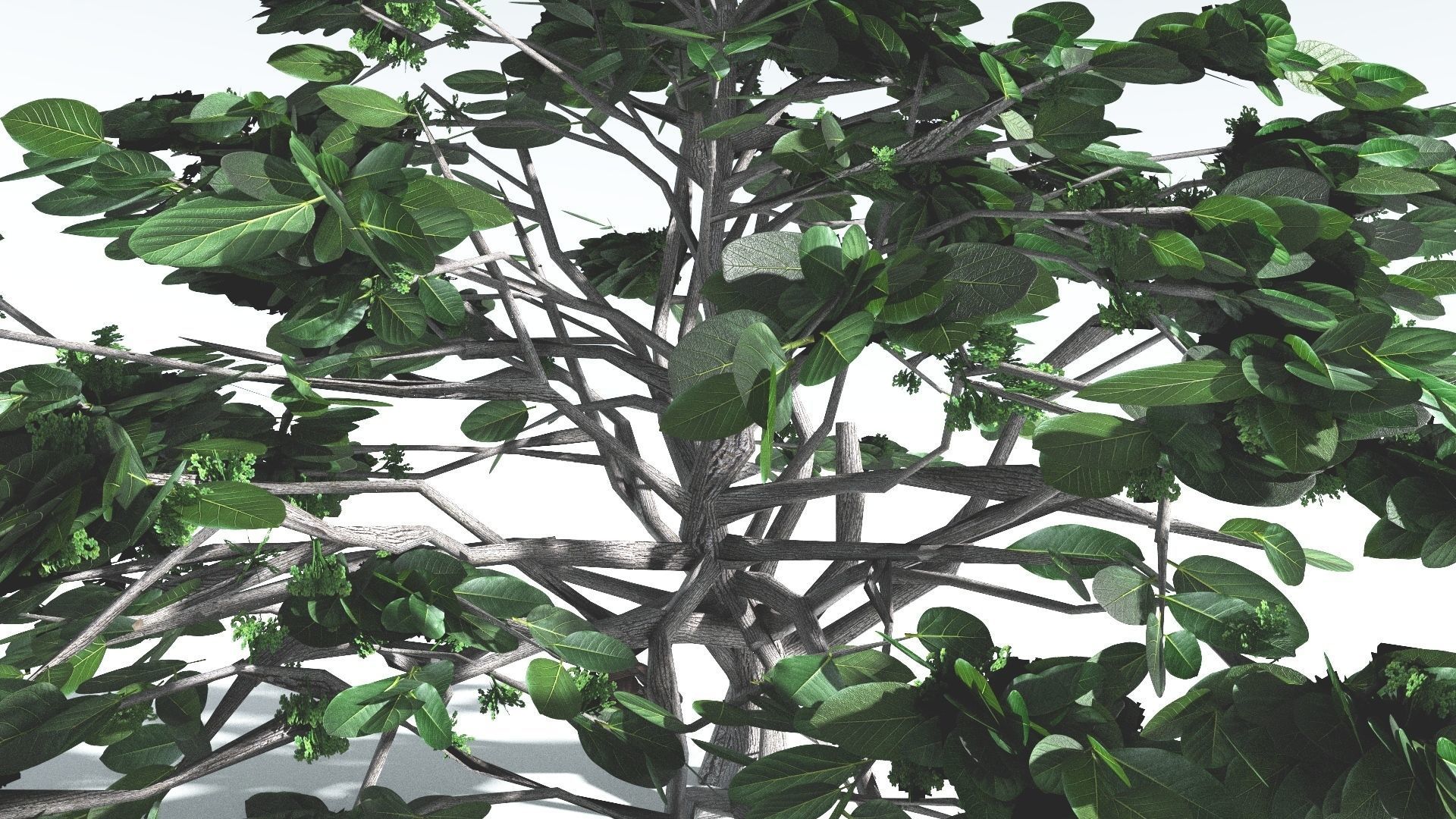EVERYPlant Tree Heliotrope LowPoly 3 --14 Models-- Low-poly 3D model_10