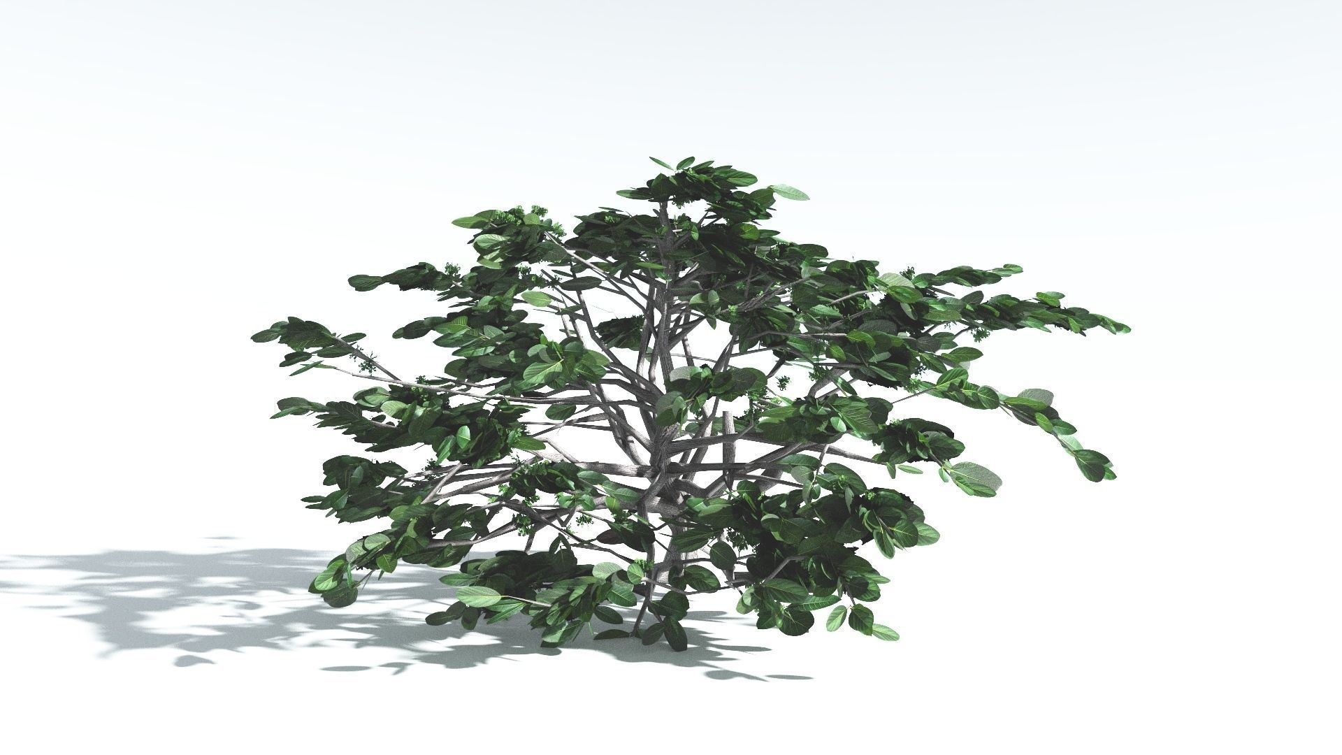 EVERYPlant Tree Heliotrope LowPoly 3 --14 Models-- Low-poly 3D model_9