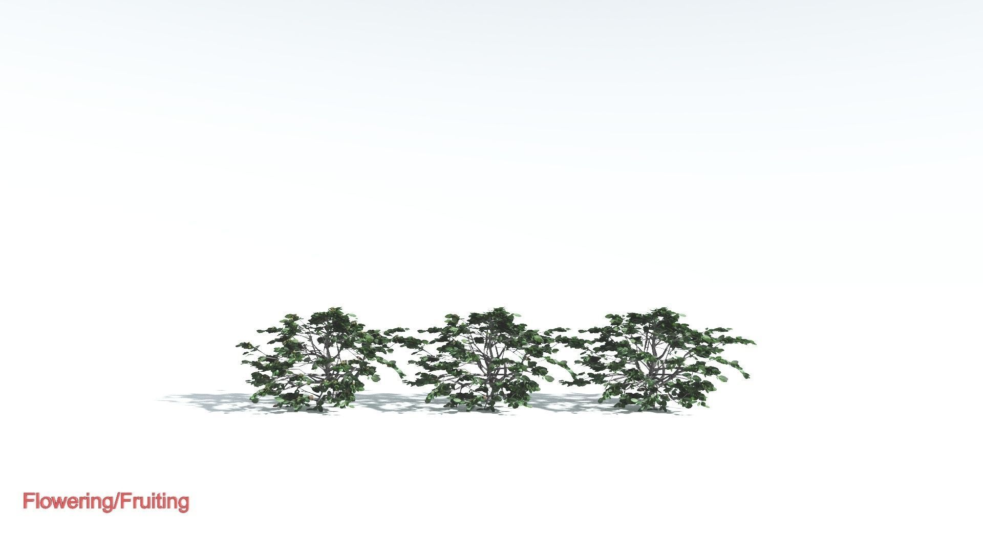 EVERYPlant Tree Heliotrope LowPoly 3 --14 Models-- Low-poly 3D model_1