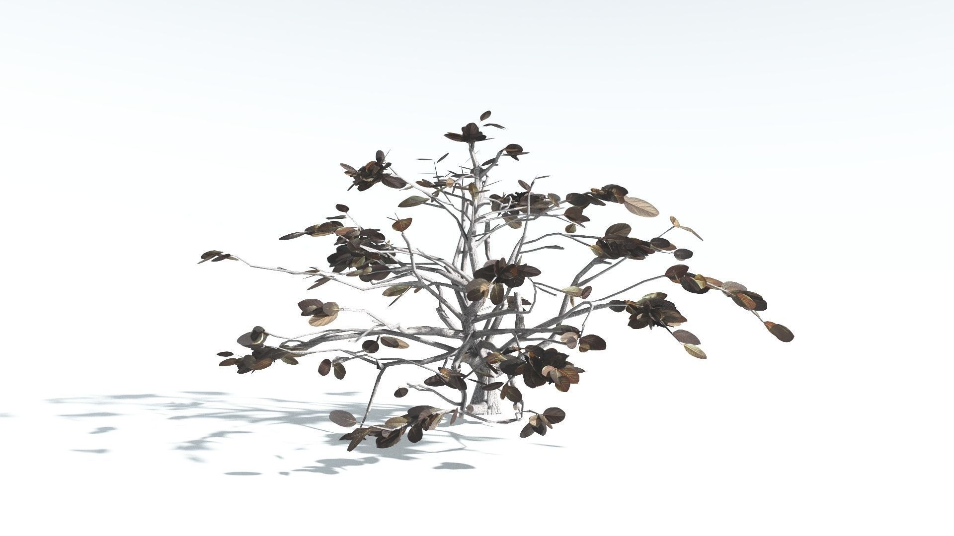 EVERYPlant Tree Heliotrope LowPoly 3 --14 Models-- Low-poly 3D model_15