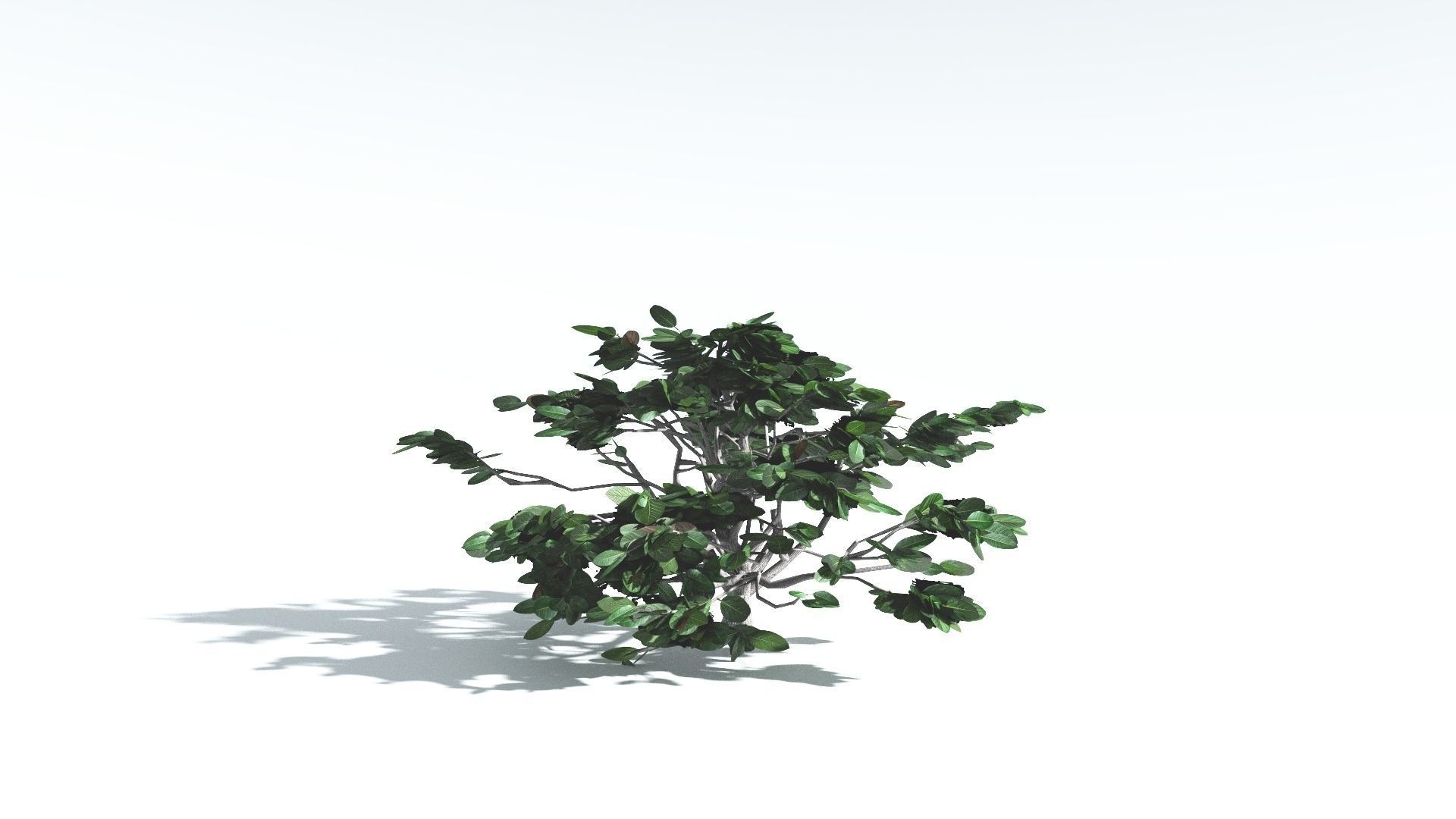 EVERYPlant Tree Heliotrope LowPoly 3 --14 Models-- Low-poly 3D model_23