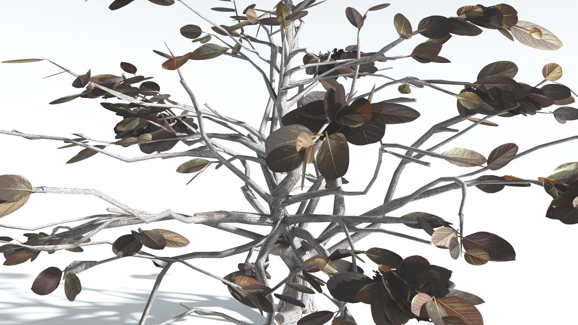 EVERYPlant Tree Heliotrope LowPoly 3 --14 Models-- Low-poly 3D model_16