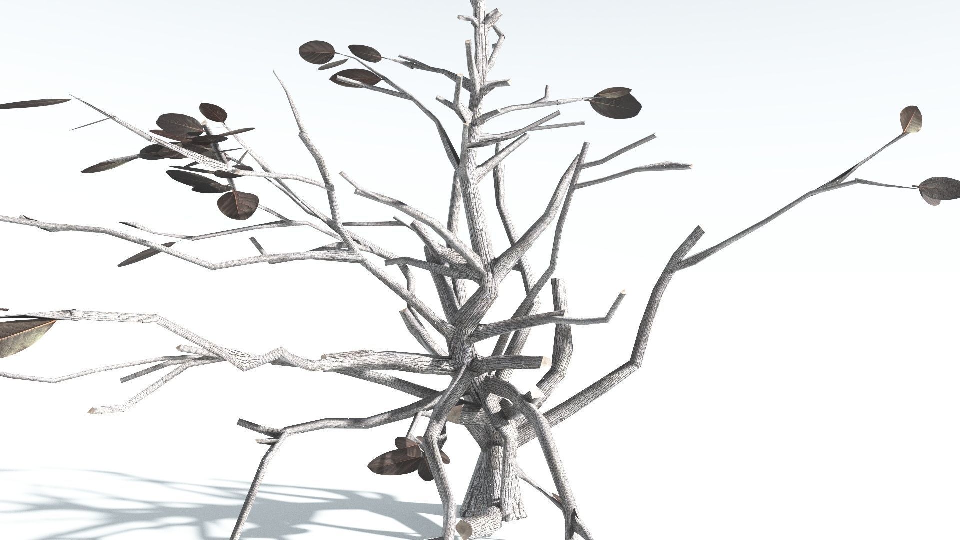 EVERYPlant Tree Heliotrope LowPoly 3 --14 Models-- Low-poly 3D model_18