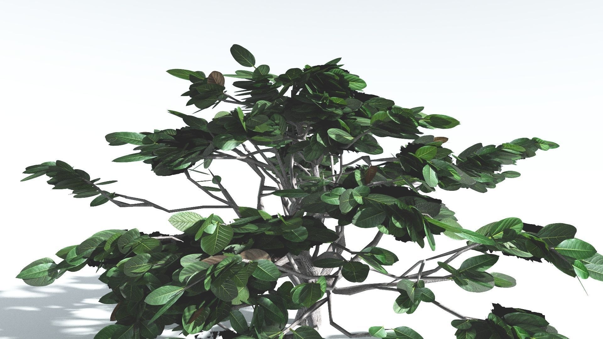 EVERYPlant Tree Heliotrope LowPoly 3 --14 Models-- Low-poly 3D model_24