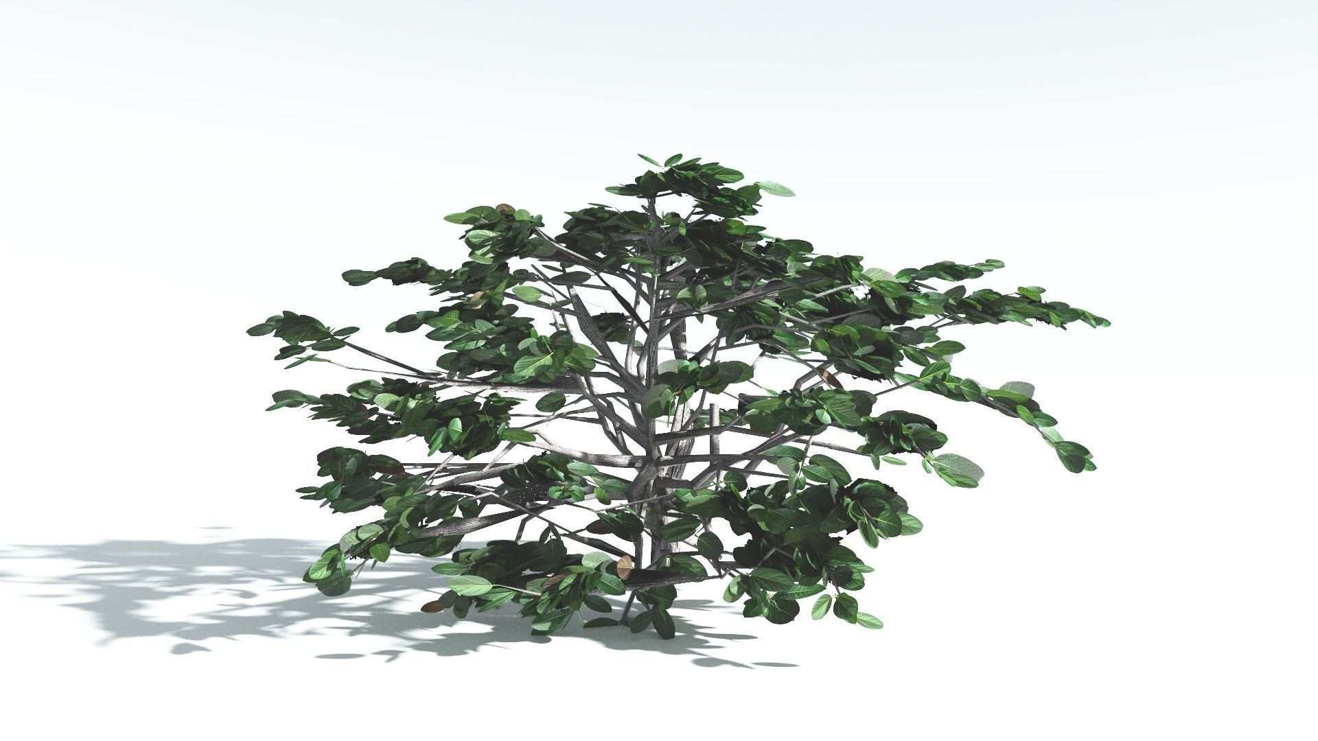 EVERYPlant Tree Heliotrope LowPoly 3 --14 Models-- Low-poly 3D model_29