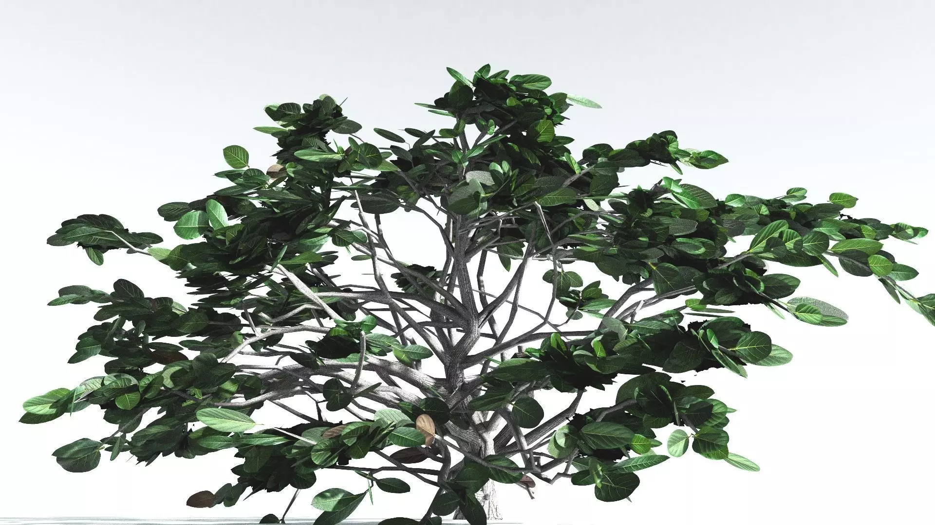 EVERYPlant Tree Heliotrope LowPoly 3 --14 Models-- Low-poly 3D model_0