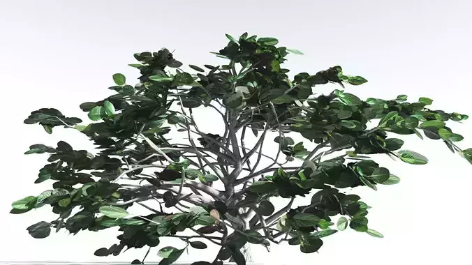 EVERYPlant Tree Heliotrope LowPoly 3 --14 Models-- Low-poly 3D model