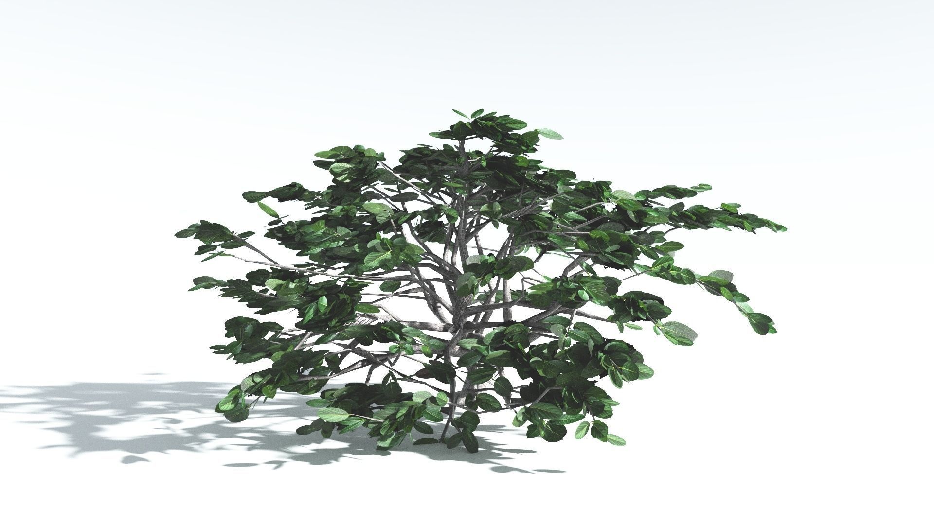 EVERYPlant Tree Heliotrope LowPoly 3 --14 Models-- Low-poly 3D model_11