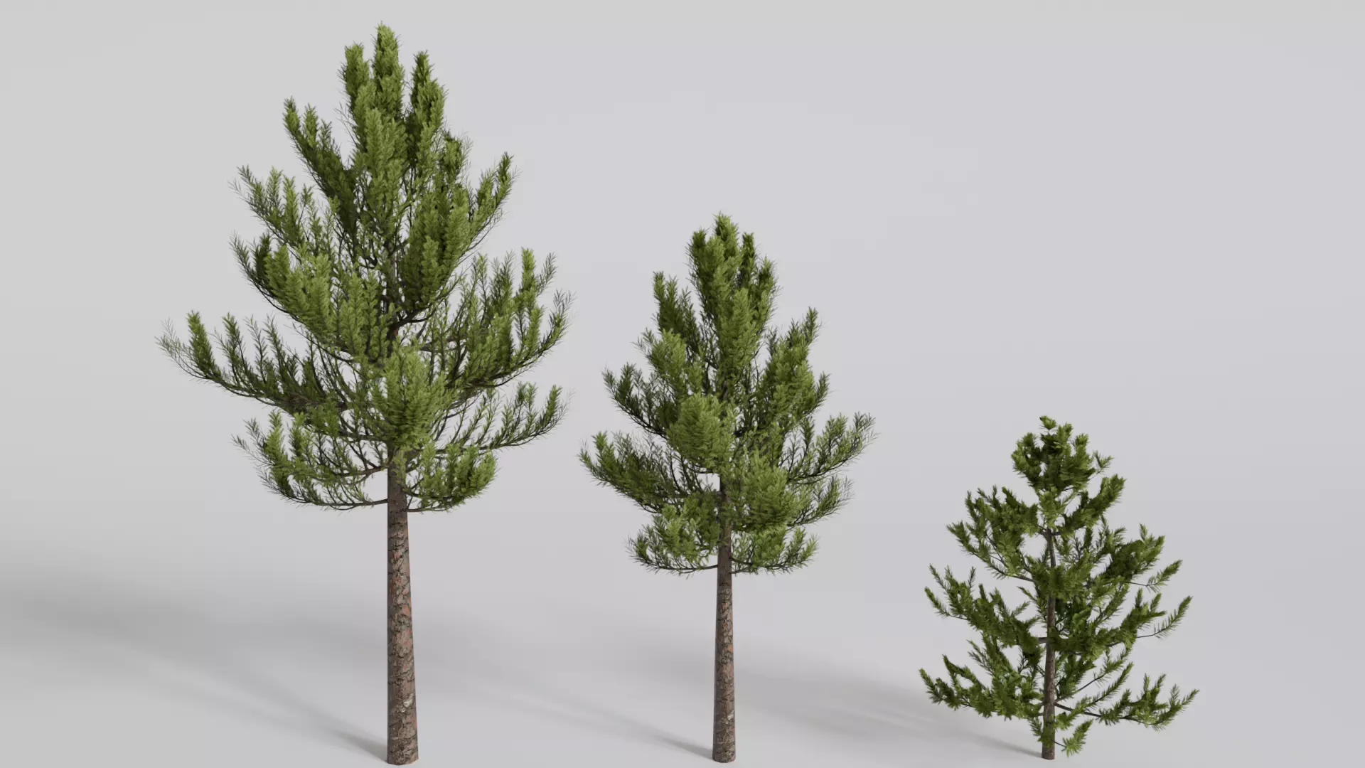 Conifer tree pack low poly 3D model Free 3D model