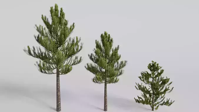 Conifer tree pack low poly 3D model