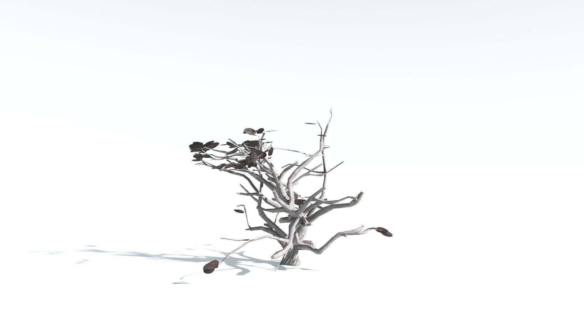 EVERYPlant Tree Heliotrope LowPoly 4 --14 Models-- Low-poly 3D model_17