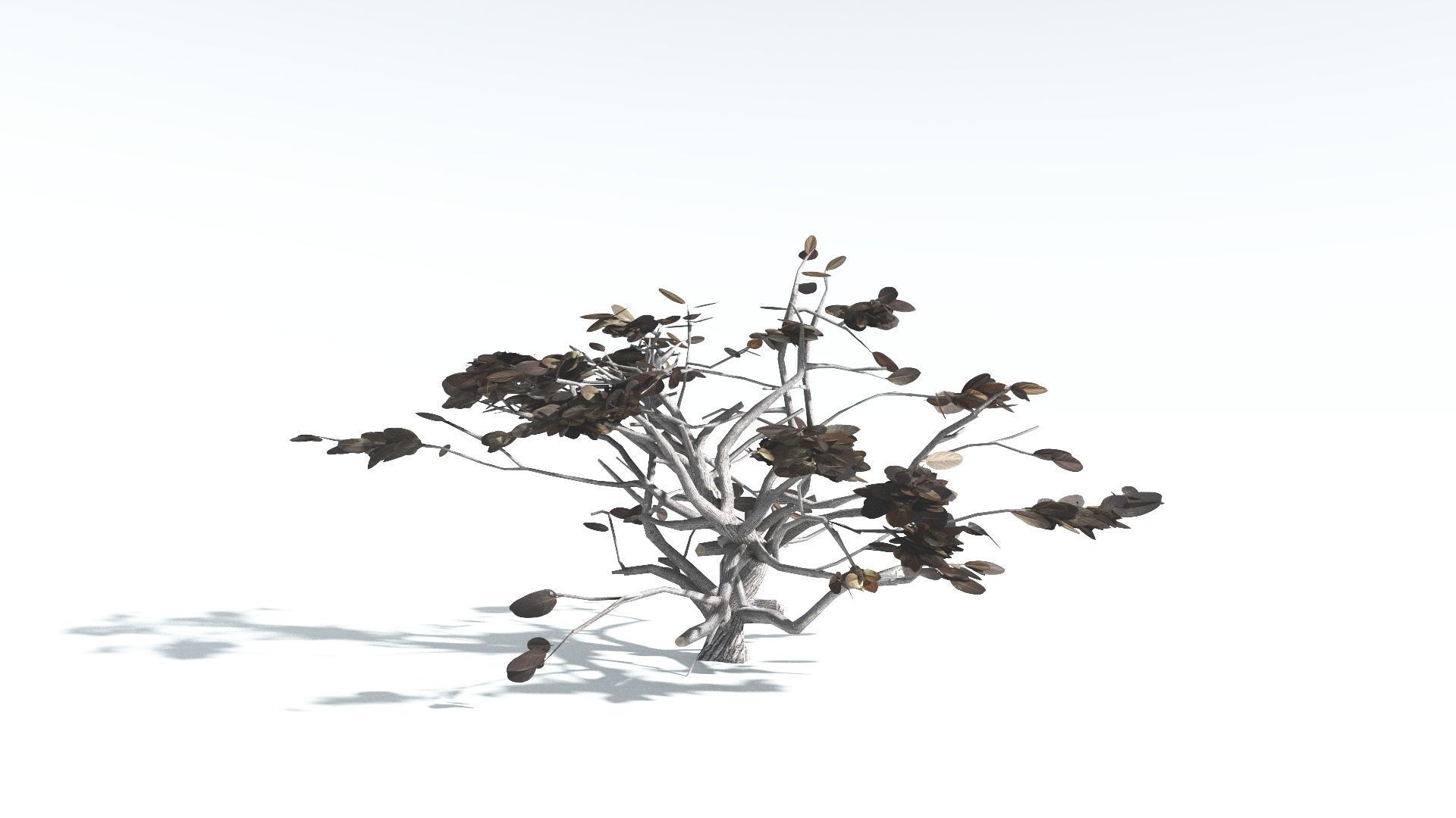 EVERYPlant Tree Heliotrope LowPoly 4 --14 Models-- Low-poly 3D model_15