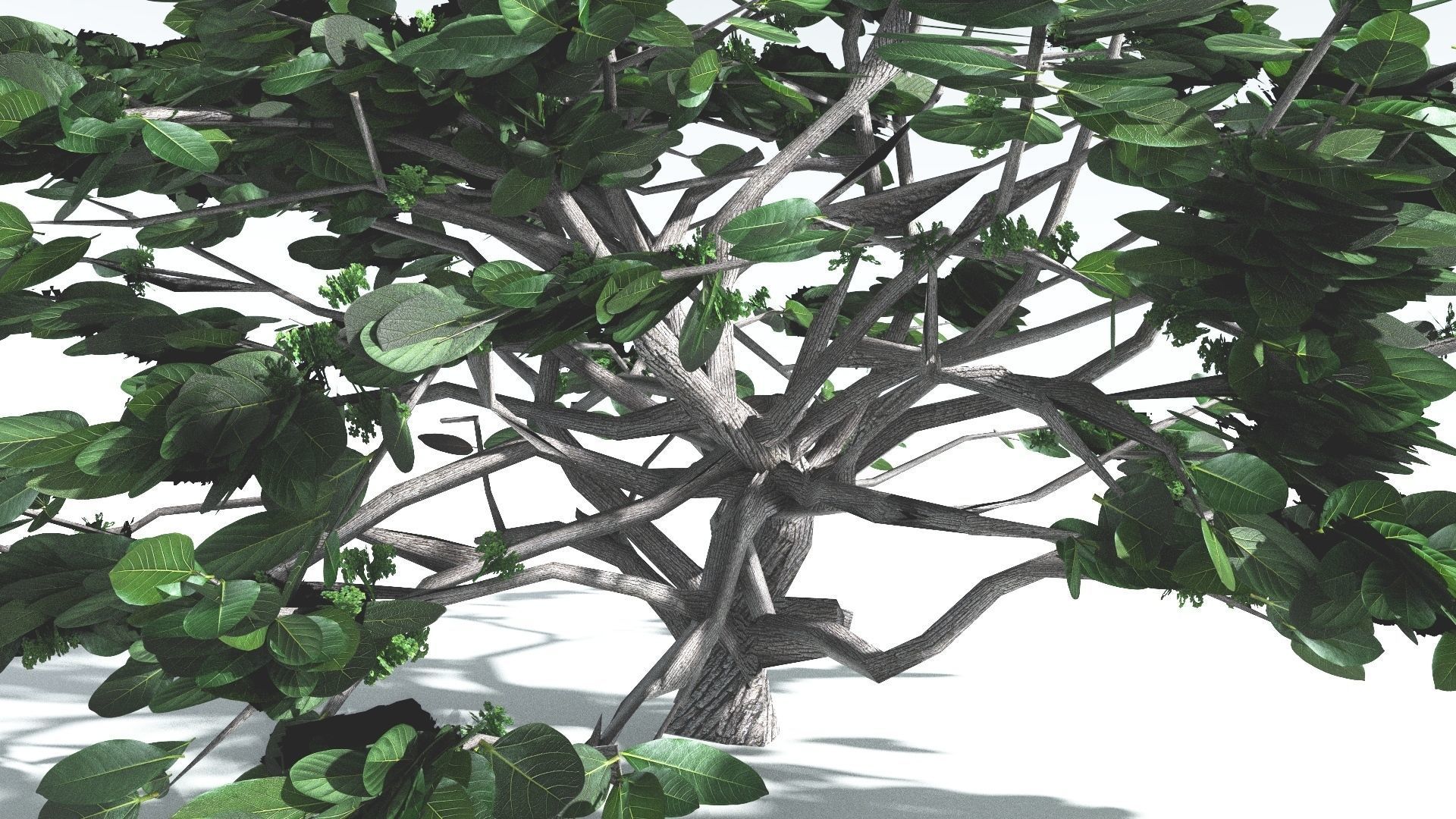 EVERYPlant Tree Heliotrope LowPoly 4 --14 Models-- Low-poly 3D model_10