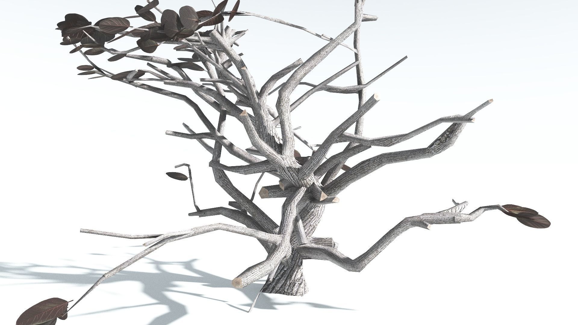 EVERYPlant Tree Heliotrope LowPoly 4 --14 Models-- Low-poly 3D model_18
