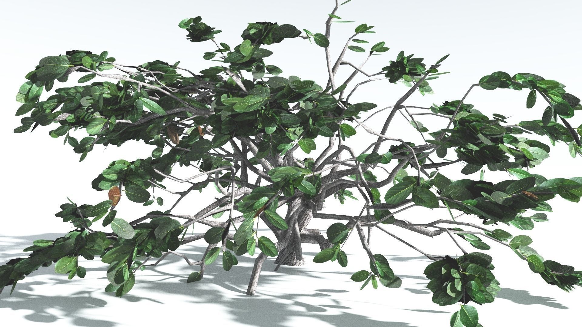 EVERYPlant Tree Heliotrope LowPoly 4 --14 Models-- Low-poly 3D model_21