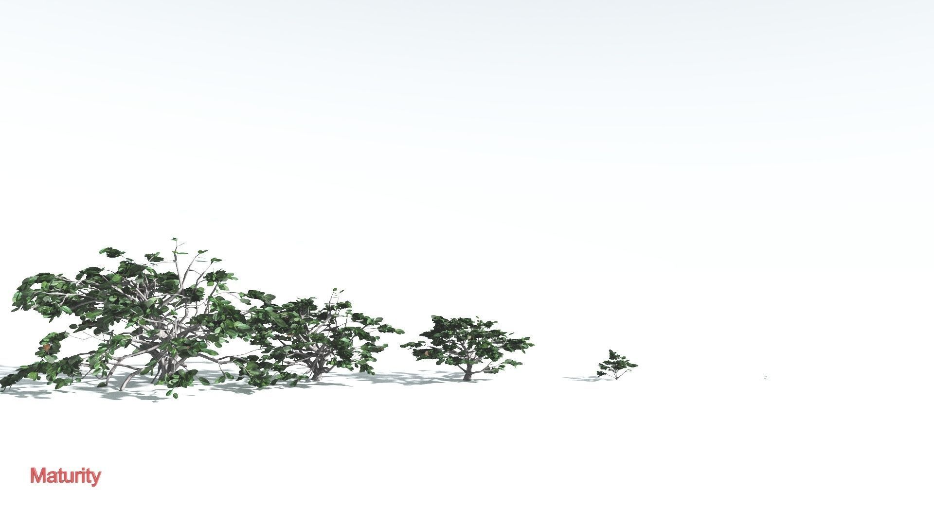EVERYPlant Tree Heliotrope LowPoly 4 --14 Models-- Low-poly 3D model_3