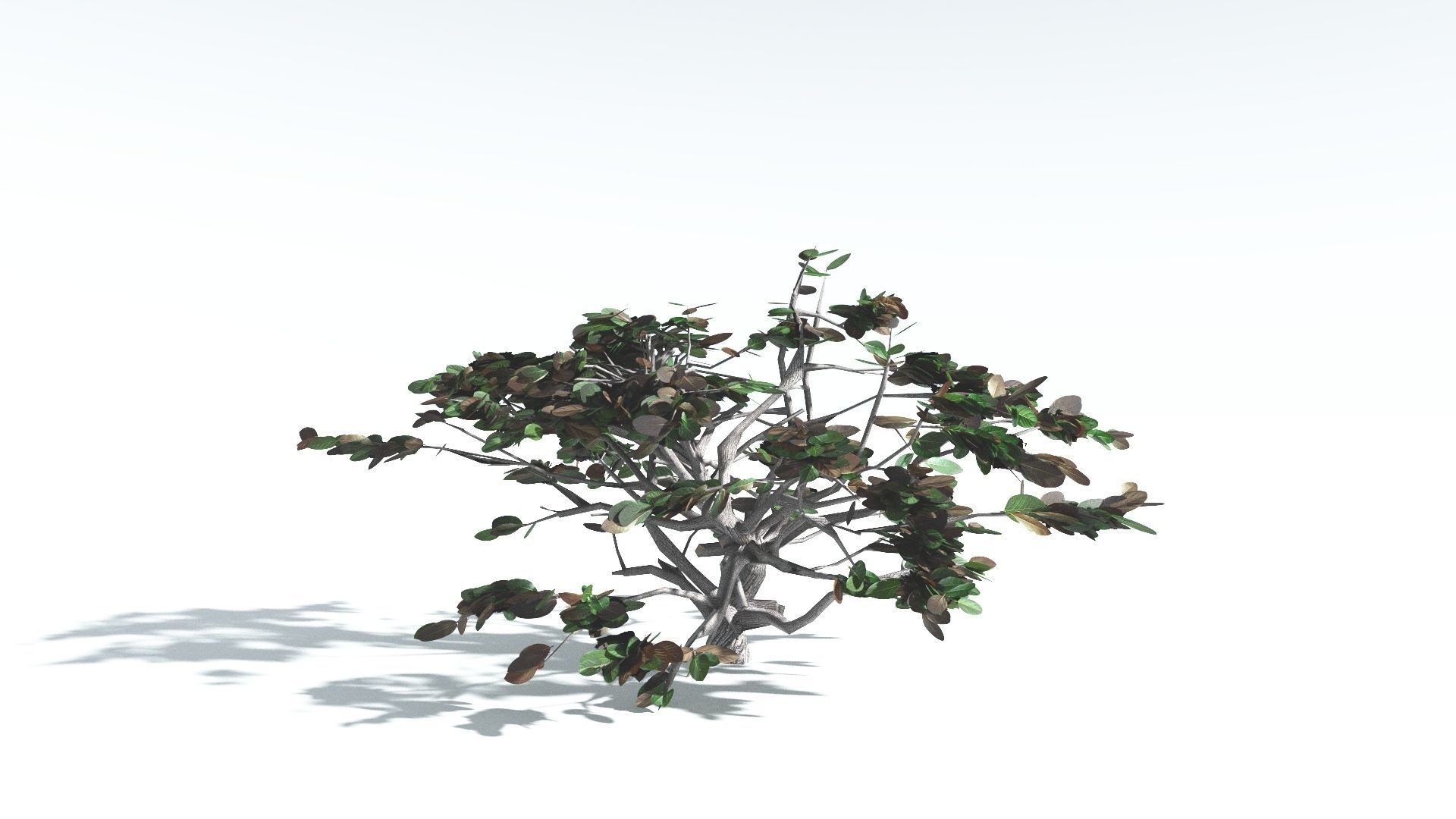 EVERYPlant Tree Heliotrope LowPoly 4 --14 Models-- Low-poly 3D model_13
