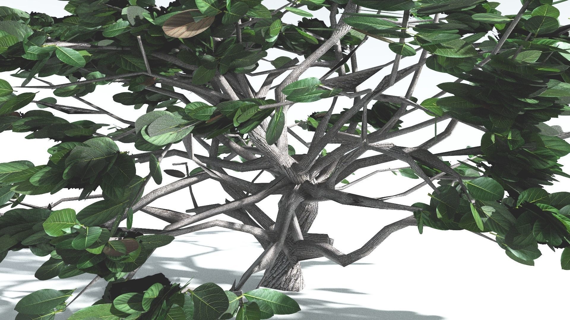 EVERYPlant Tree Heliotrope LowPoly 4 --14 Models-- Low-poly 3D model_6