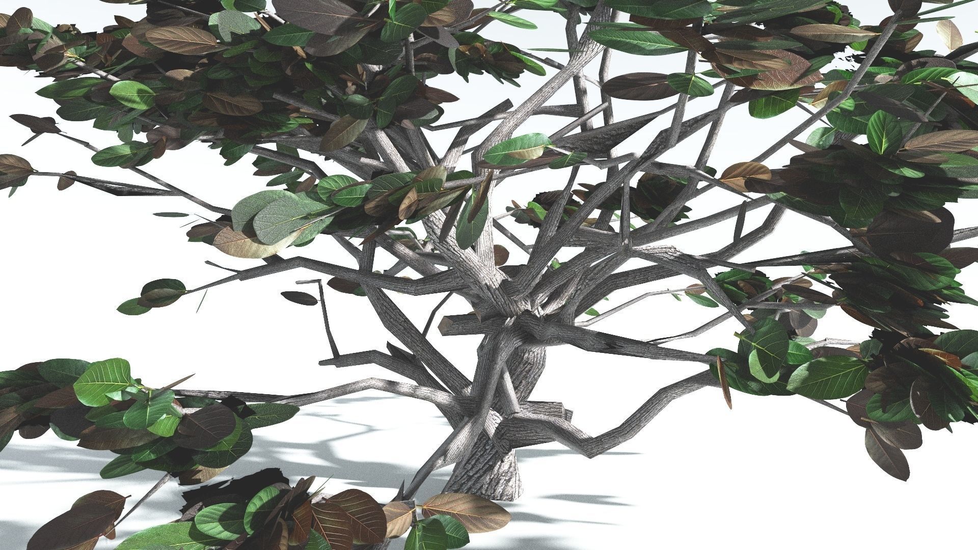EVERYPlant Tree Heliotrope LowPoly 4 --14 Models-- Low-poly 3D model_14