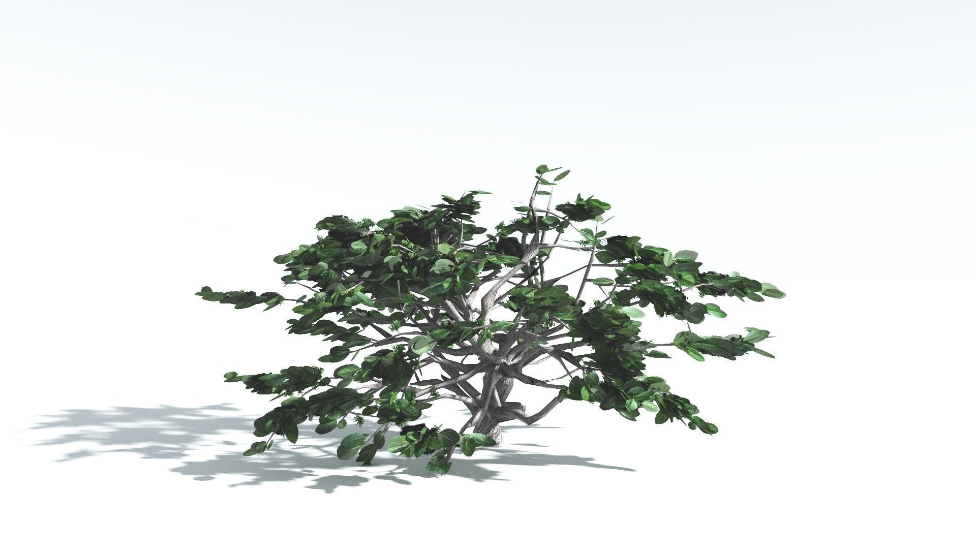 EVERYPlant Tree Heliotrope LowPoly 4 --14 Models-- Low-poly 3D model_9