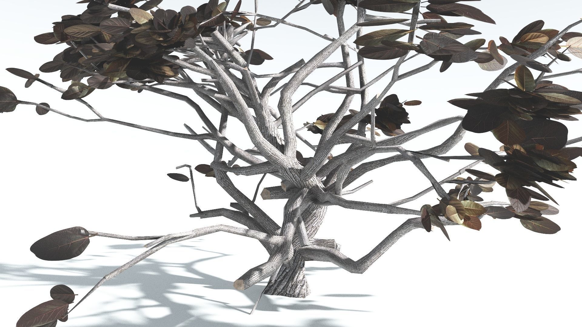 EVERYPlant Tree Heliotrope LowPoly 4 --14 Models-- Low-poly 3D model_16