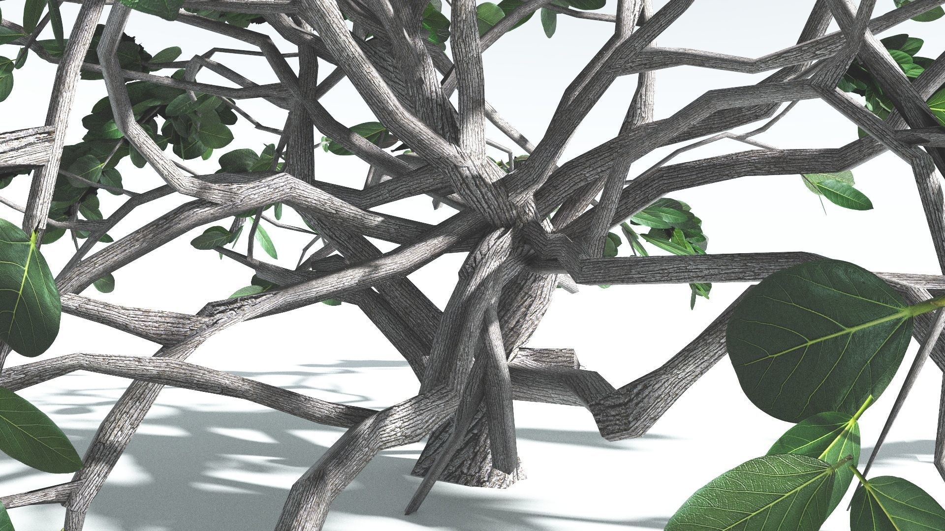 EVERYPlant Tree Heliotrope LowPoly 4 --14 Models-- Low-poly 3D model_22
