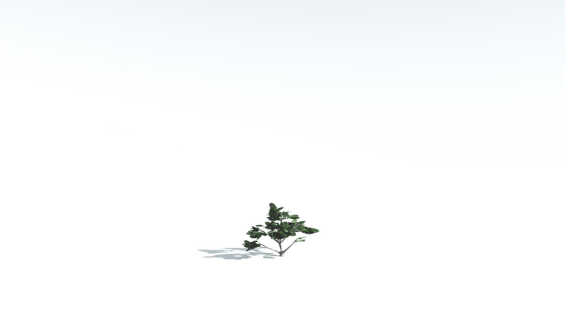 EVERYPlant Tree Heliotrope LowPoly 4 --14 Models-- Low-poly 3D model_25
