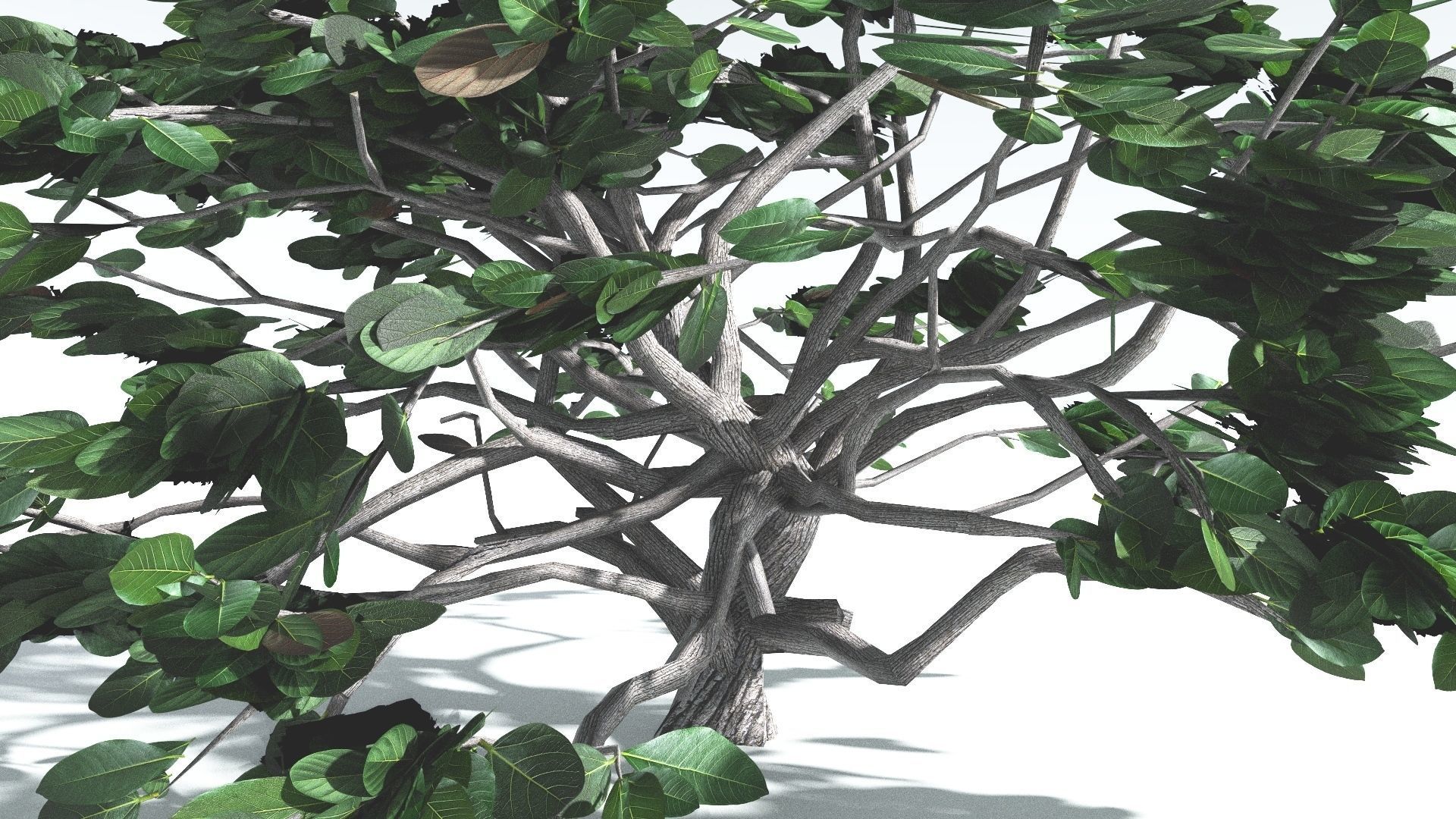 EVERYPlant Tree Heliotrope LowPoly 4 --14 Models-- Low-poly 3D model_32