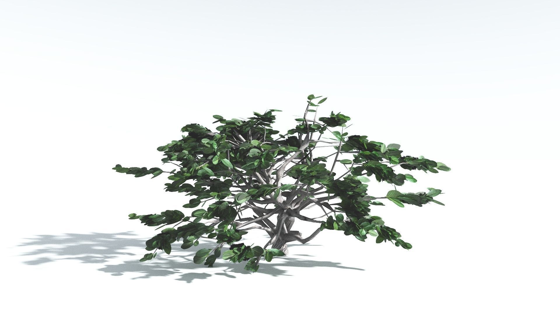 EVERYPlant Tree Heliotrope LowPoly 4 --14 Models-- Low-poly 3D model_11