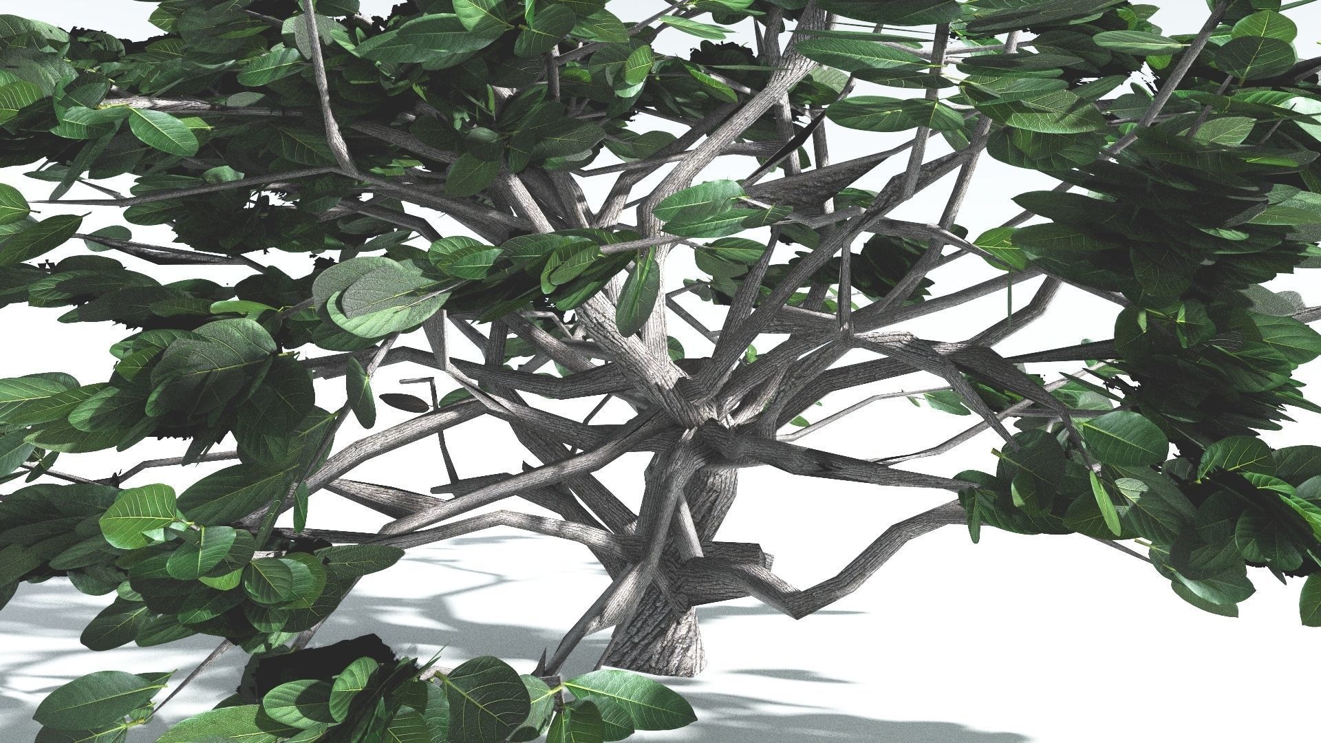 EVERYPlant Tree Heliotrope LowPoly 4 --14 Models-- Low-poly 3D model_12