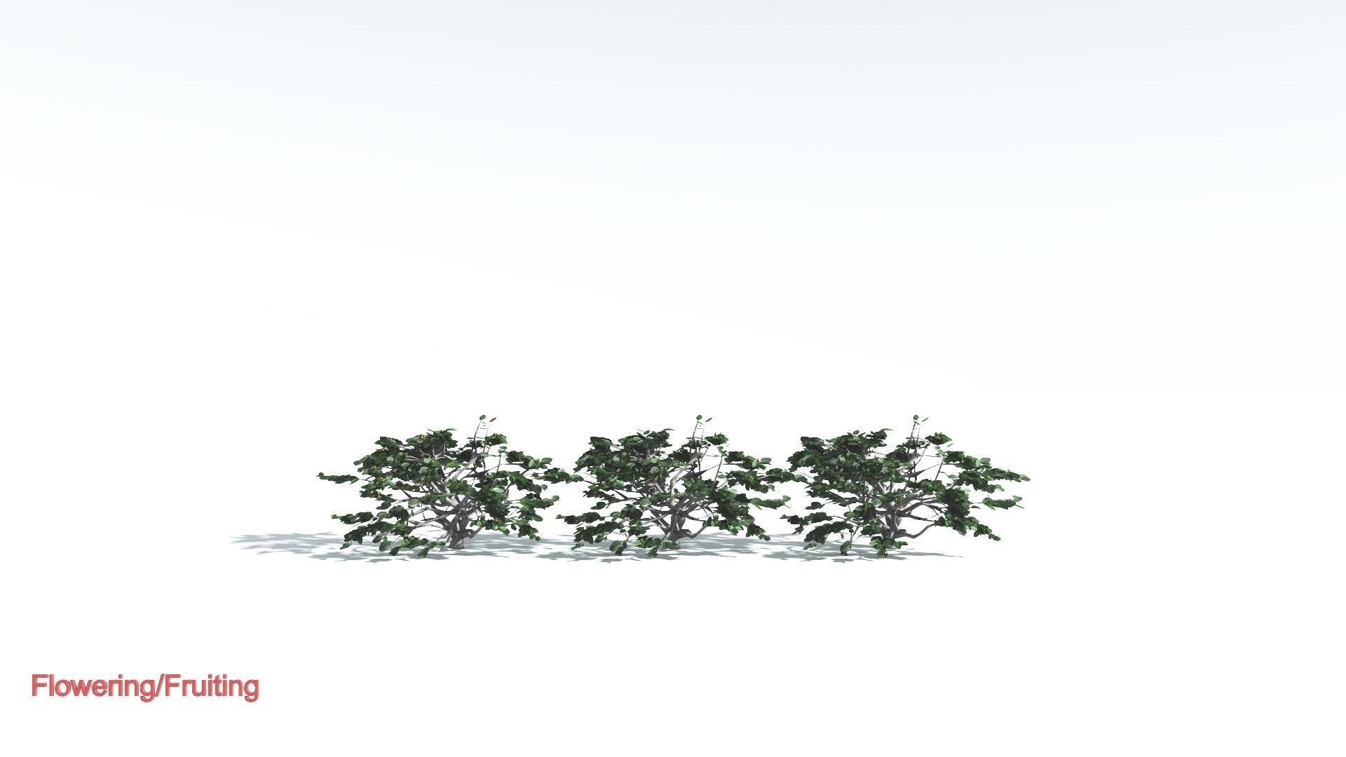 EVERYPlant Tree Heliotrope LowPoly 4 --14 Models-- Low-poly 3D model_1