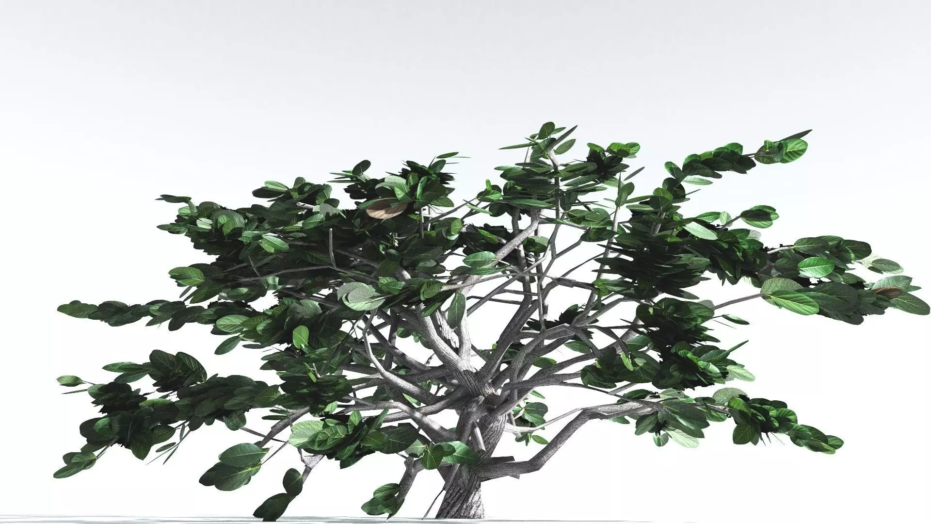 EVERYPlant Tree Heliotrope LowPoly 4 --14 Models-- Low-poly 3D model_0