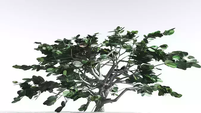EVERYPlant Tree Heliotrope LowPoly 4 --14 Models--