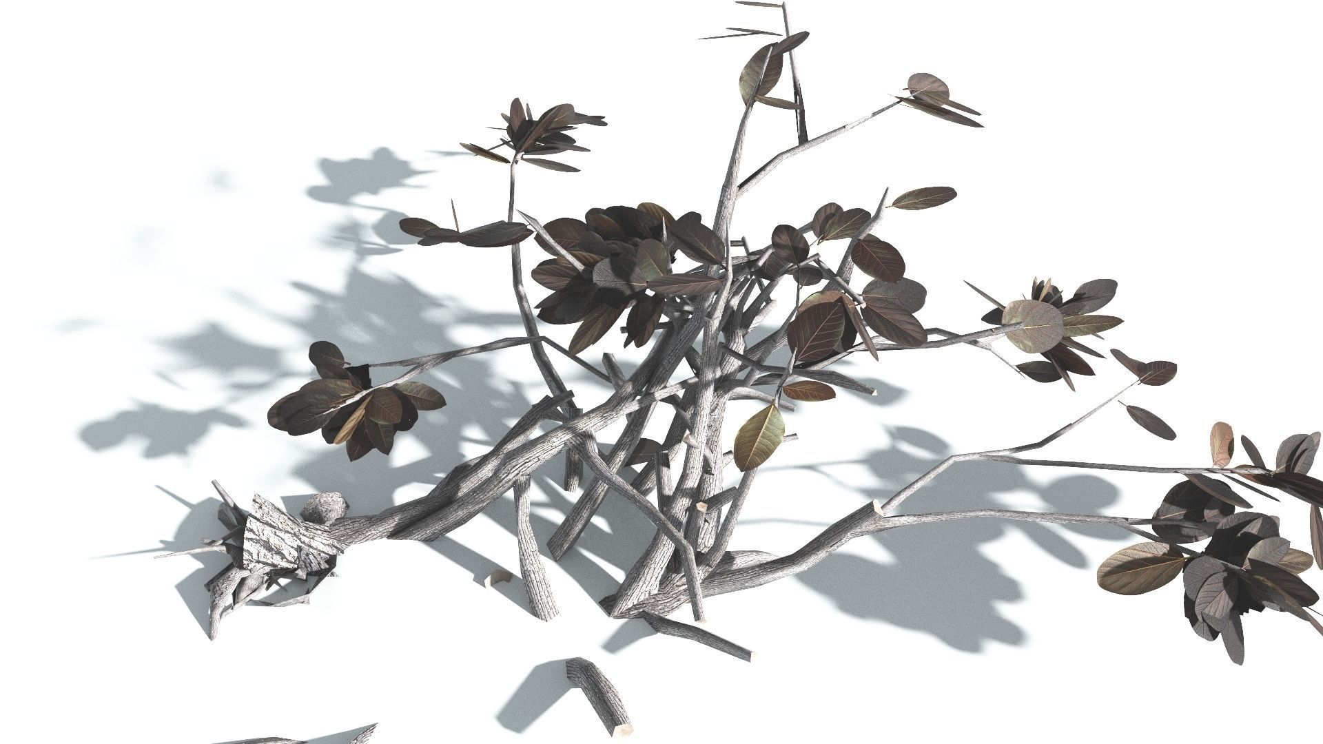 EVERYPlant Tree Heliotrope LowPoly 4 --14 Models-- Low-poly 3D model_20