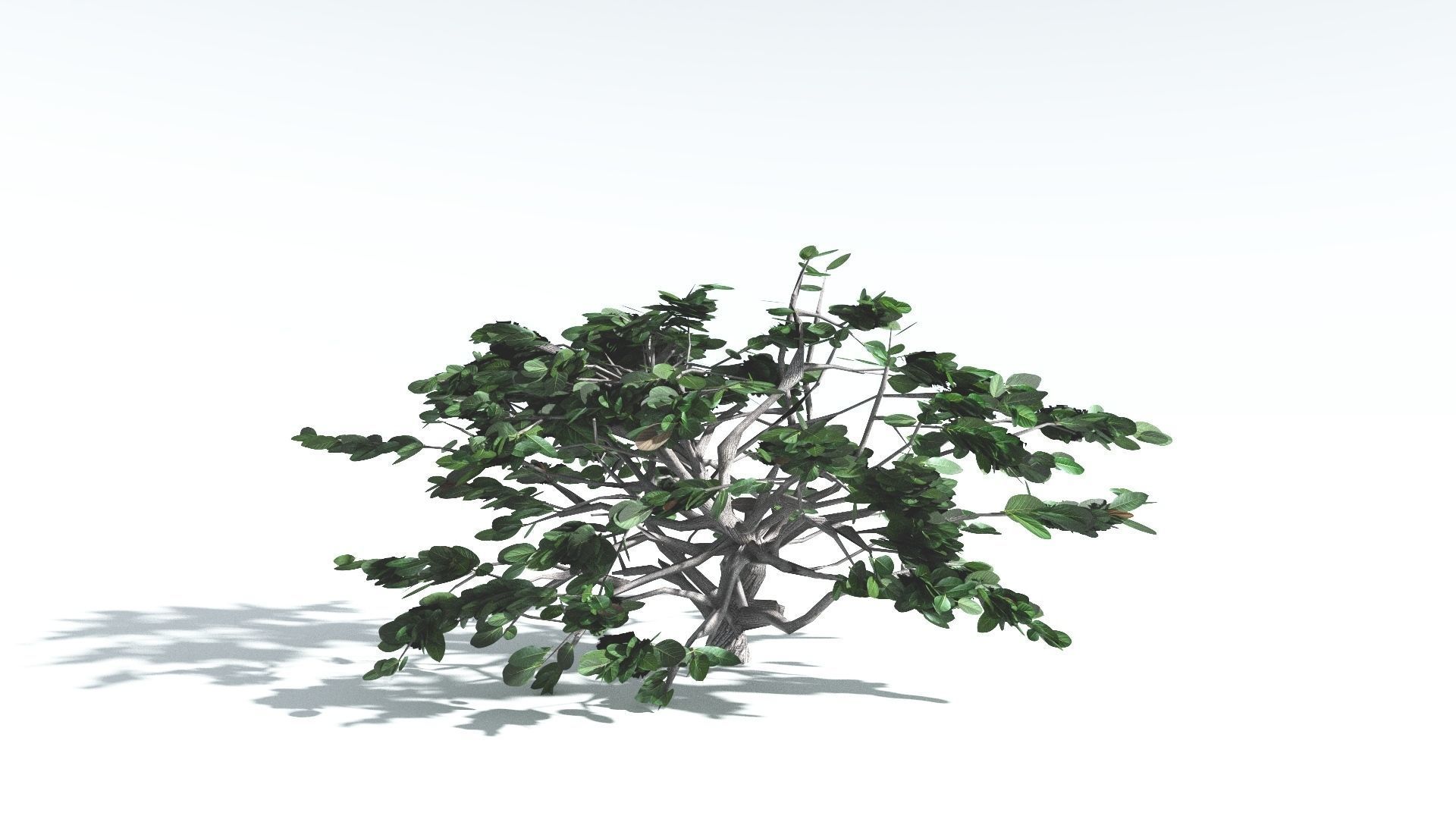 EVERYPlant Tree Heliotrope LowPoly 4 --14 Models-- Low-poly 3D model_5