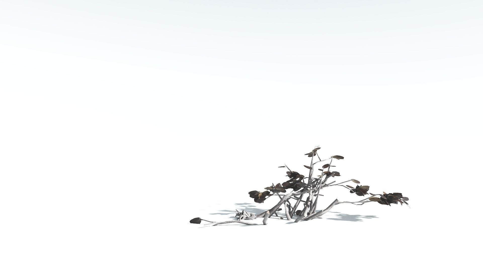 EVERYPlant Tree Heliotrope LowPoly 4 --14 Models-- Low-poly 3D model_19