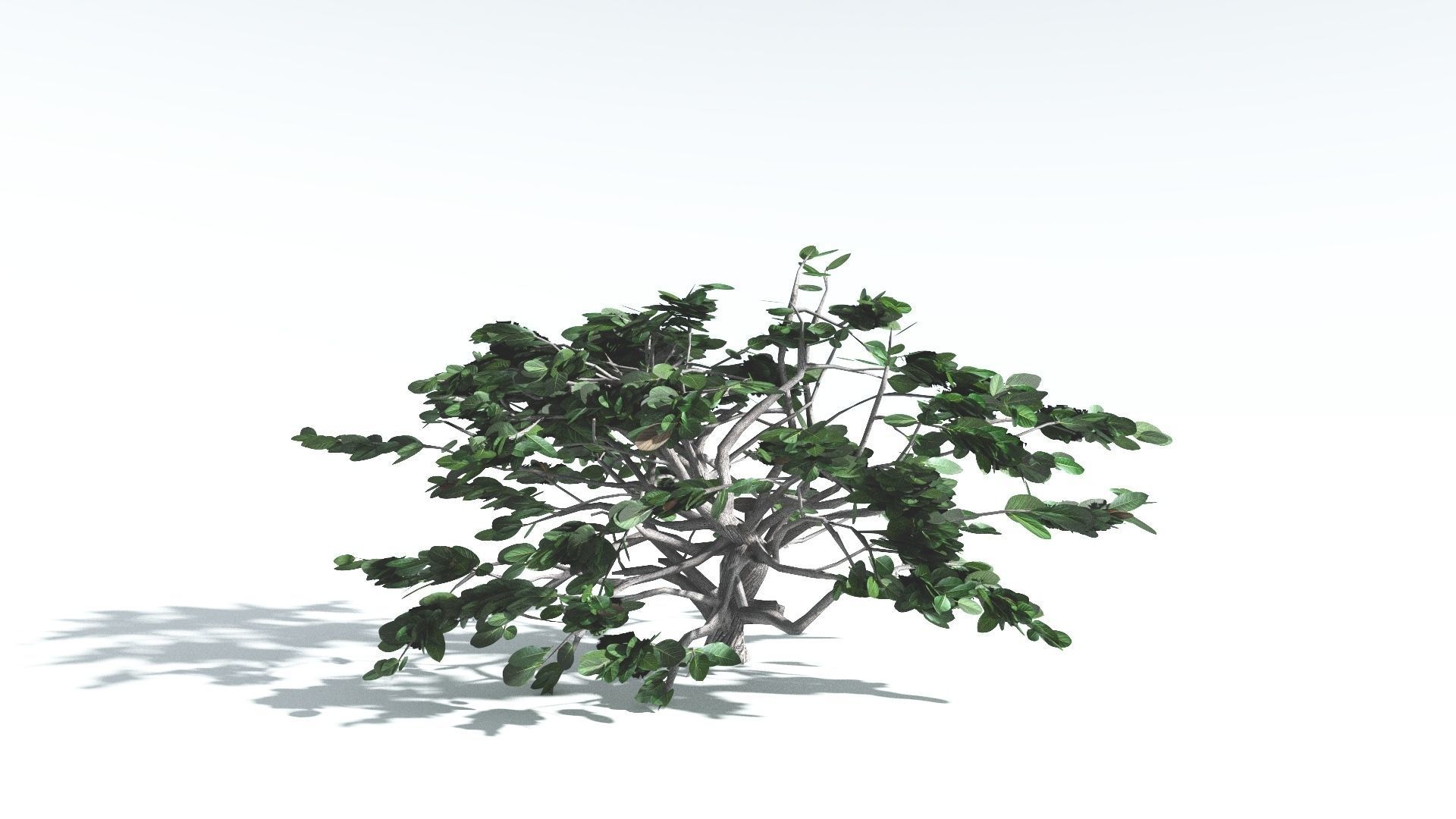 EVERYPlant Tree Heliotrope LowPoly 4 --14 Models-- Low-poly 3D model_31