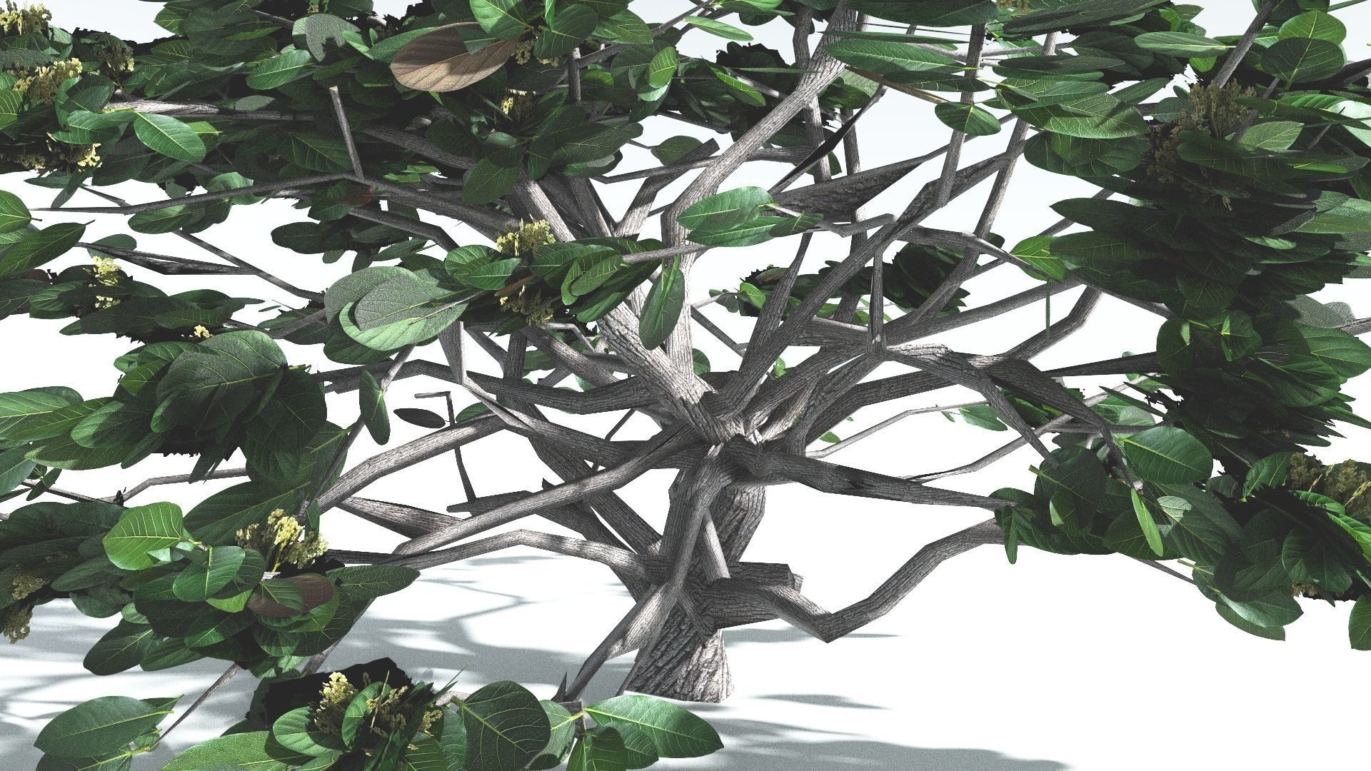 EVERYPlant Tree Heliotrope LowPoly 4 --14 Models-- Low-poly 3D model_8