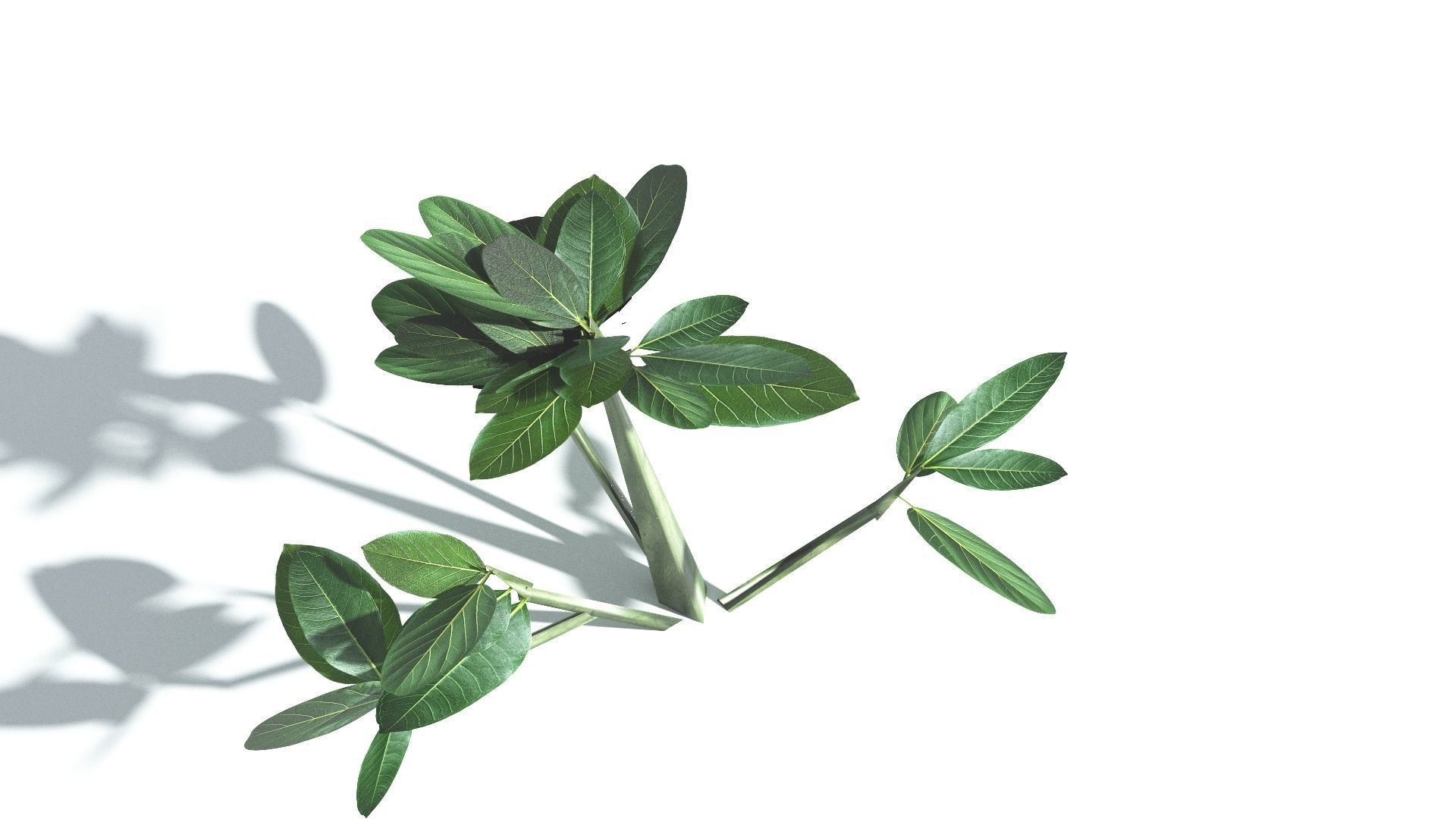 EVERYPlant Tree Heliotrope LowPoly 4 --14 Models-- Low-poly 3D model_28