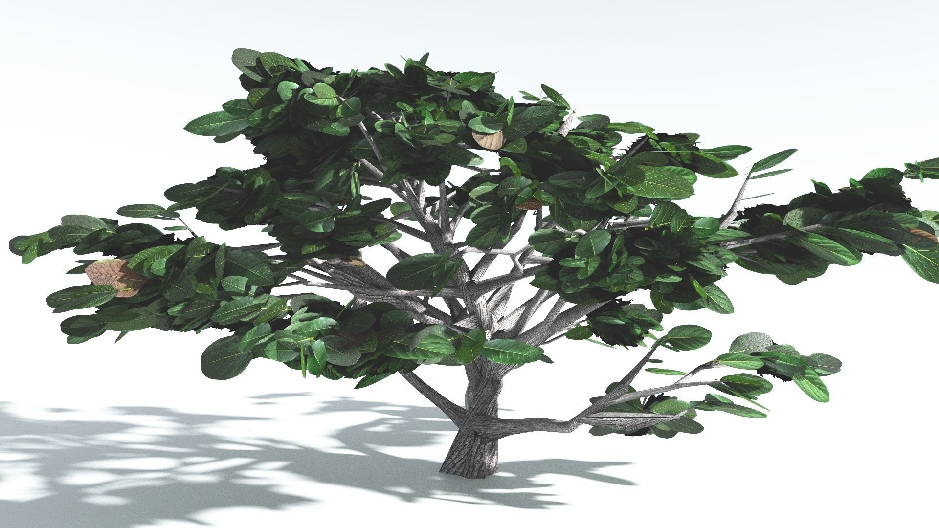 EVERYPlant Tree Heliotrope LowPoly 4 --14 Models-- Low-poly 3D model_24