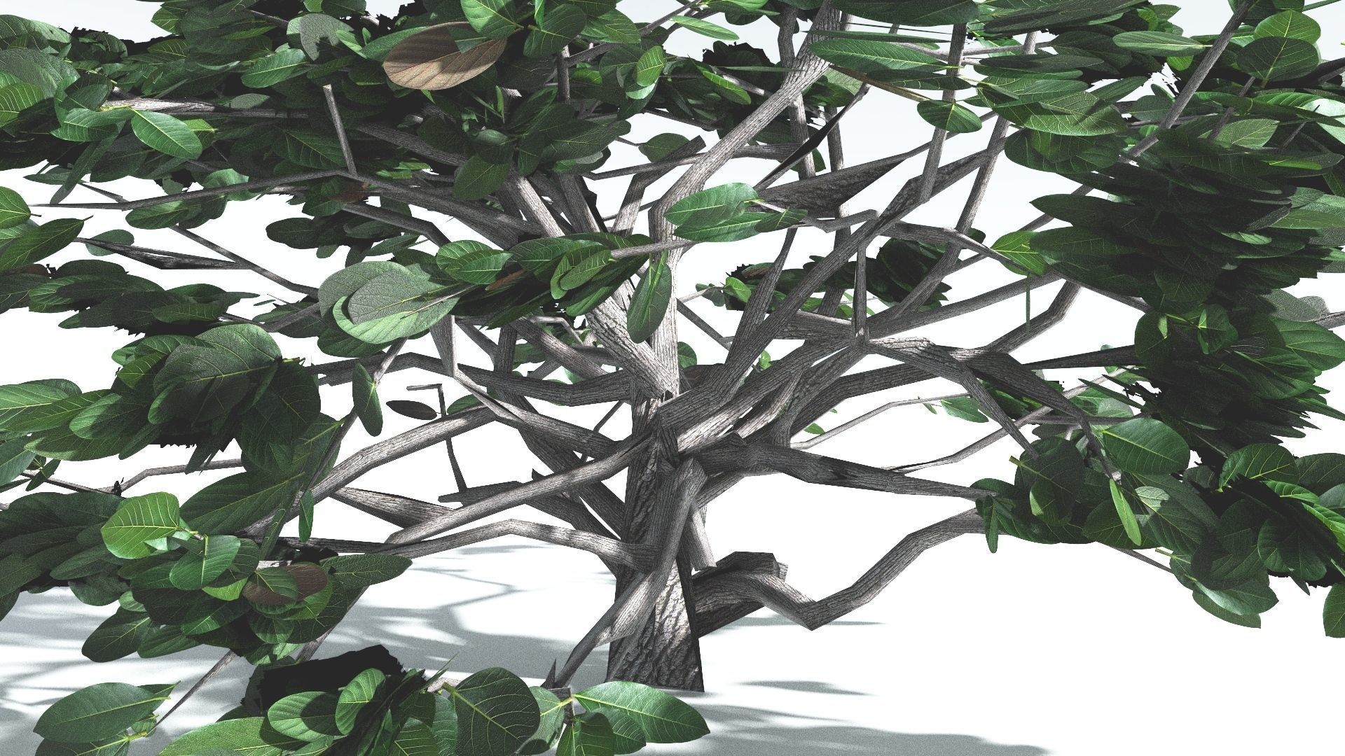 EVERYPlant Tree Heliotrope LowPoly 4 --14 Models-- Low-poly 3D model_30