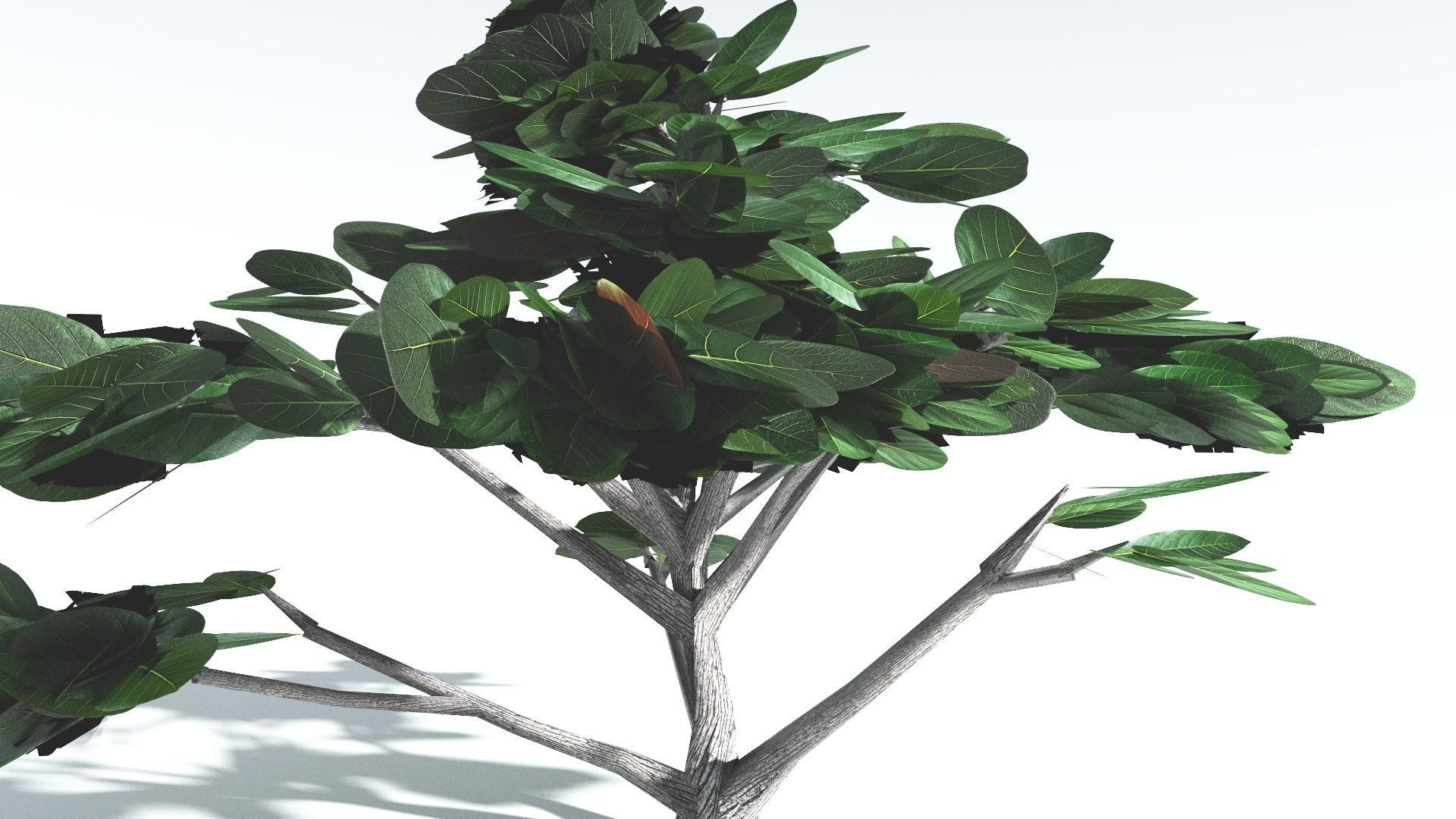 EVERYPlant Tree Heliotrope LowPoly 4 --14 Models-- Low-poly 3D model_26