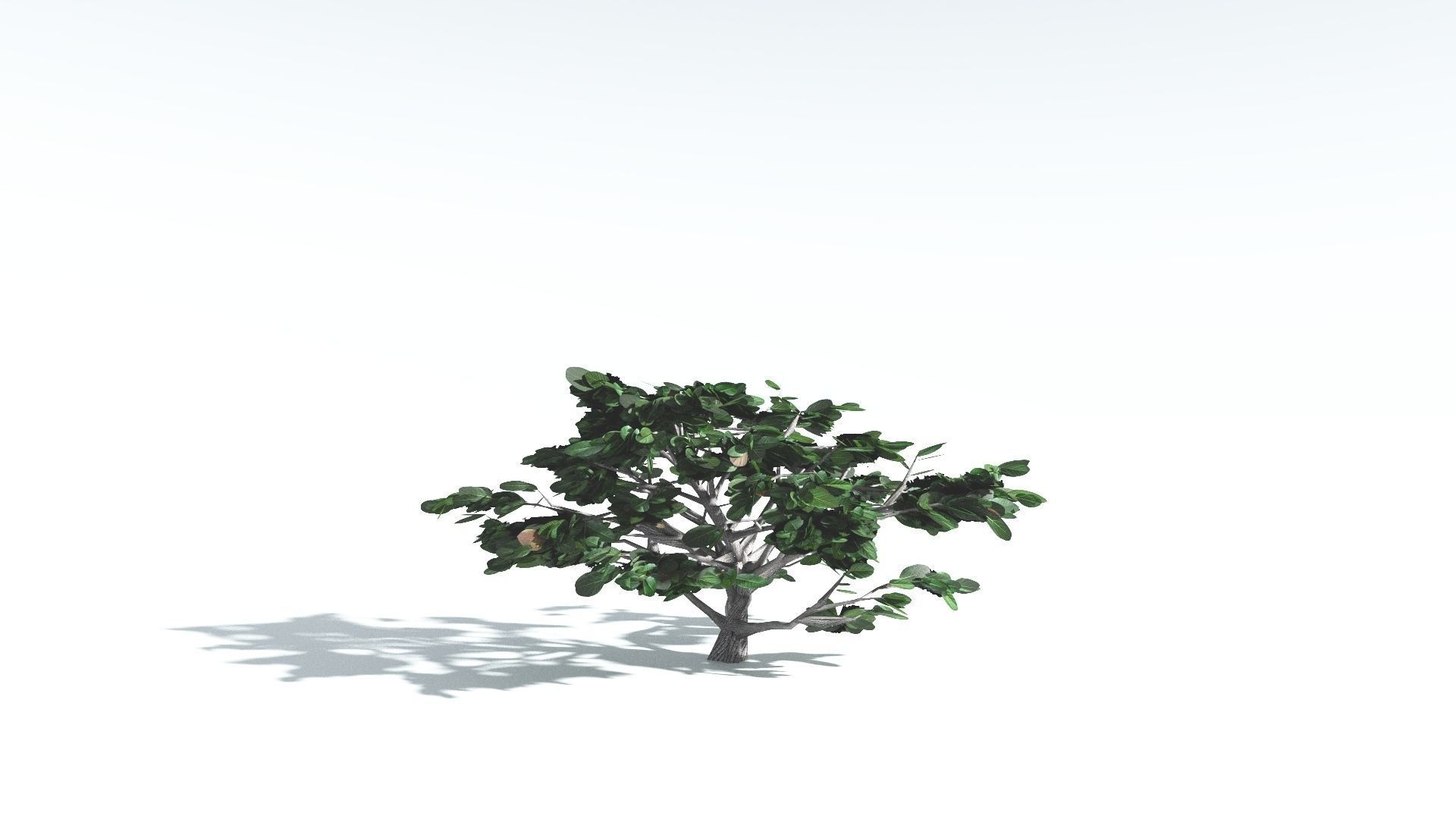 EVERYPlant Tree Heliotrope LowPoly 4 --14 Models-- Low-poly 3D model_23